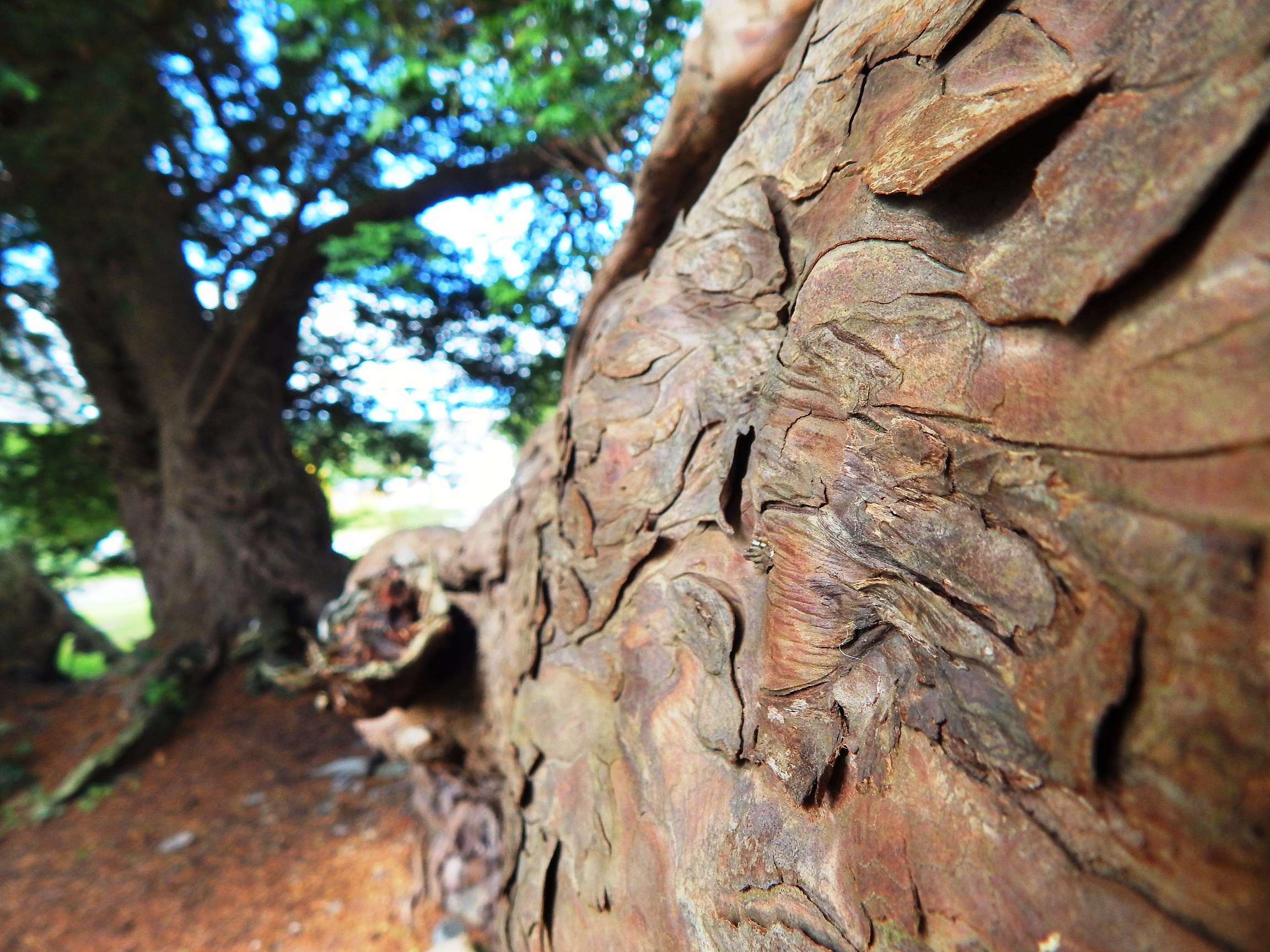Wales ancient yew trees, Nikki Logan, 2310x1730 HD Desktop