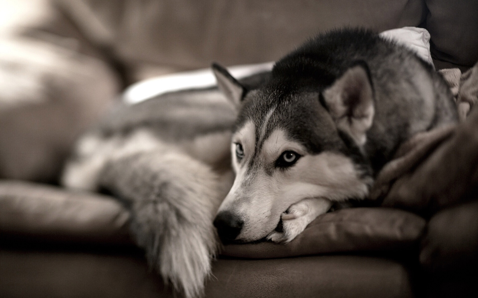 Siberian Husky, Nordic breed, Sled dog, Energetic and loyal, 1920x1200 HD Desktop
