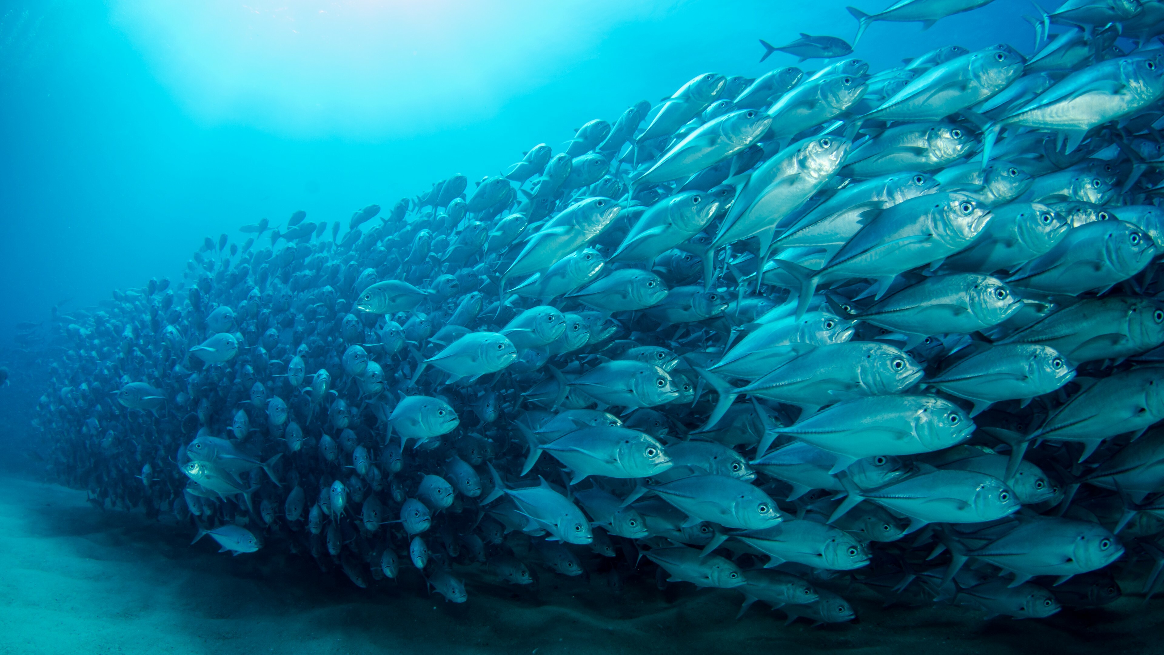 Fish: Marine creatures, Aquatic vertebrates. 3840x2160 4K Background.