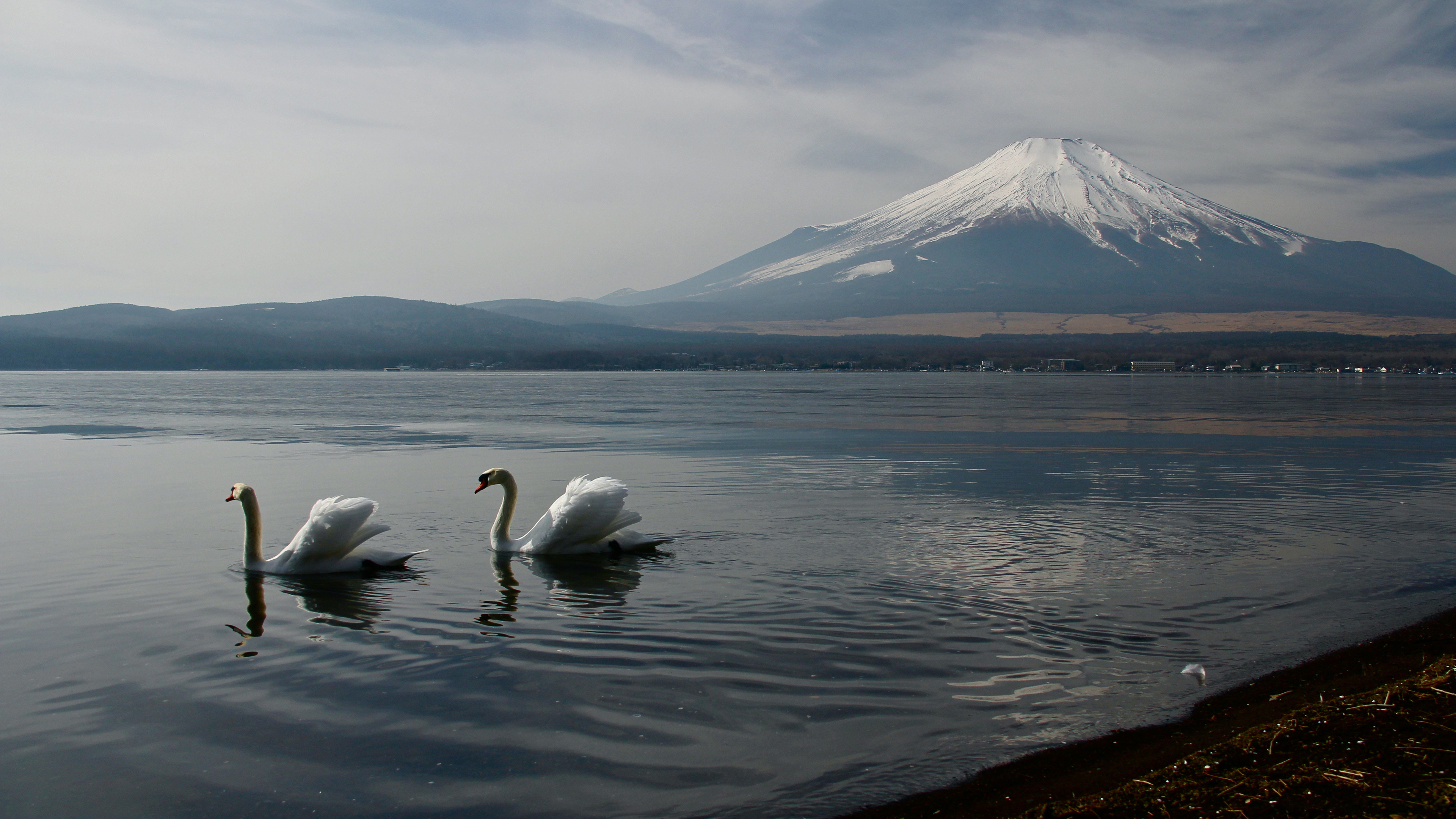 Mount Fuji landscape view, Ducks, 5k resolution, HD wallpapers, 3840x2160 4K Desktop
