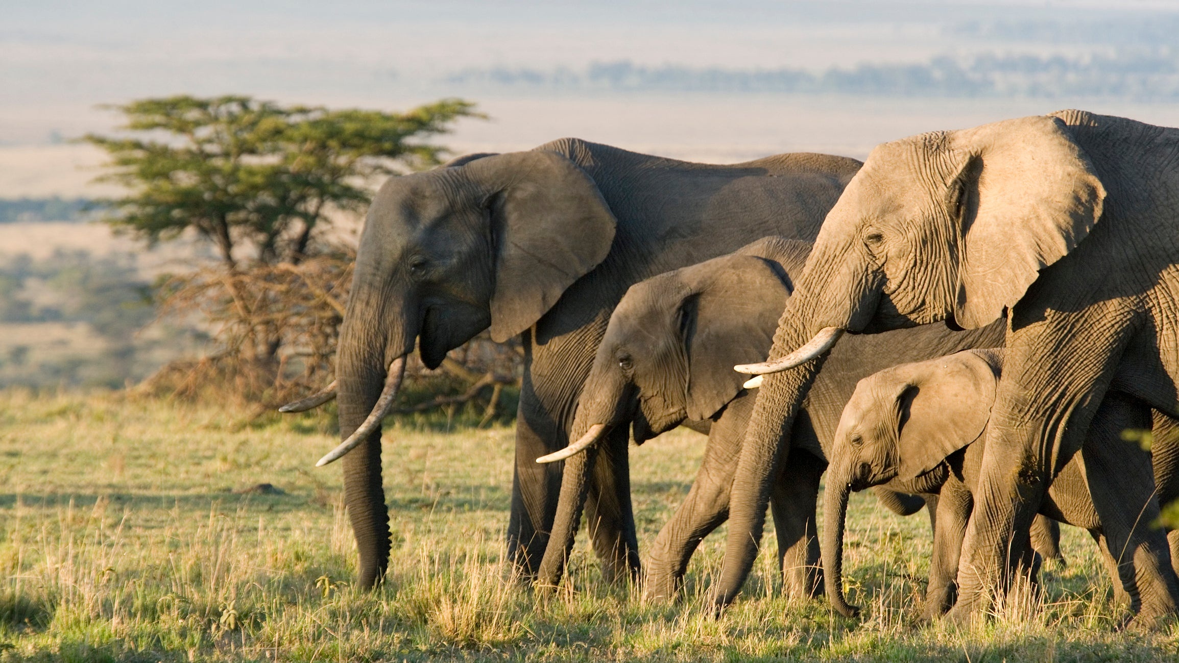 Mysterious elephant deaths, Botswana puzzle, Unexplained phenomenon, Wildlife mystery, 2310x1300 HD Desktop