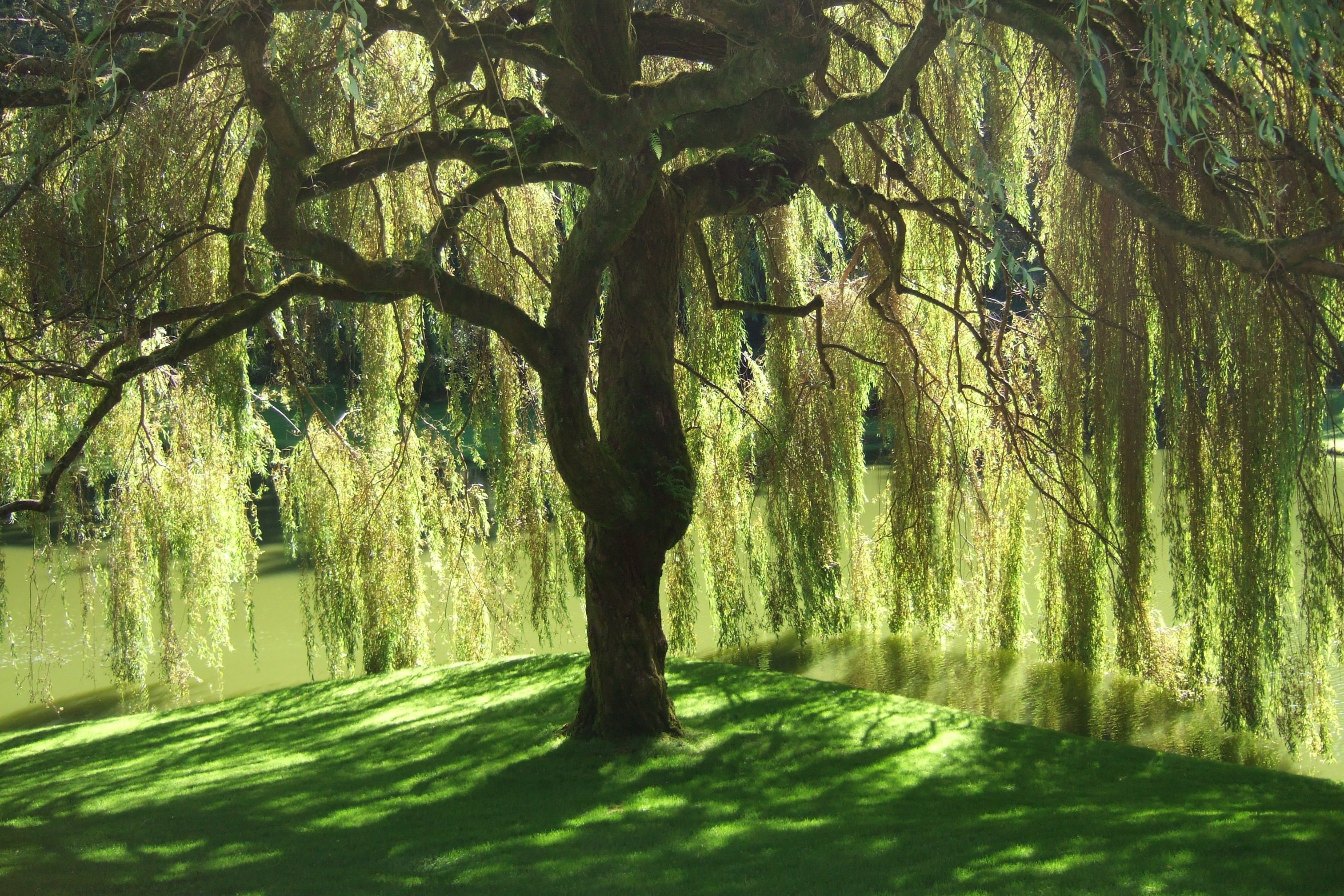 Weeping willow wallpapers, Nature's allure, Serene scenery, Delicate branches, 3030x2020 HD Desktop