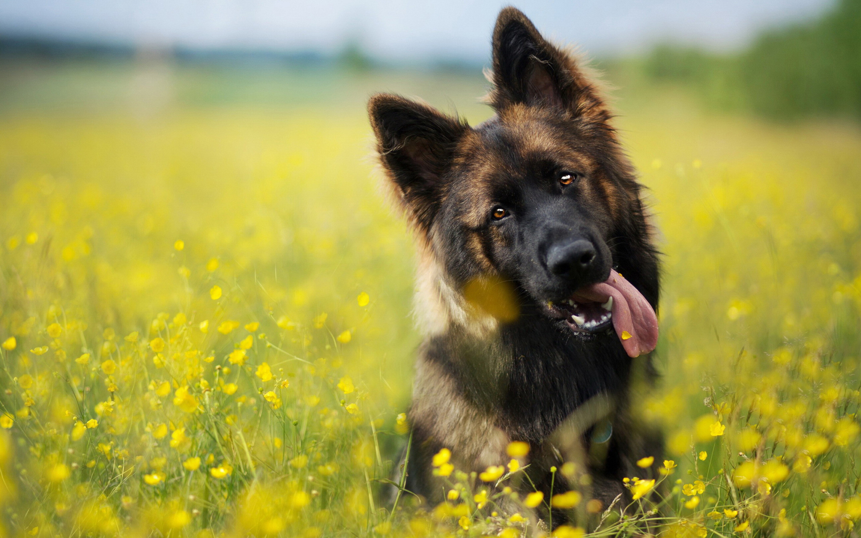 German Shepherd: Animal, The breed standard height at the withers is 24–26 in for males. 2880x1800 HD Wallpaper.