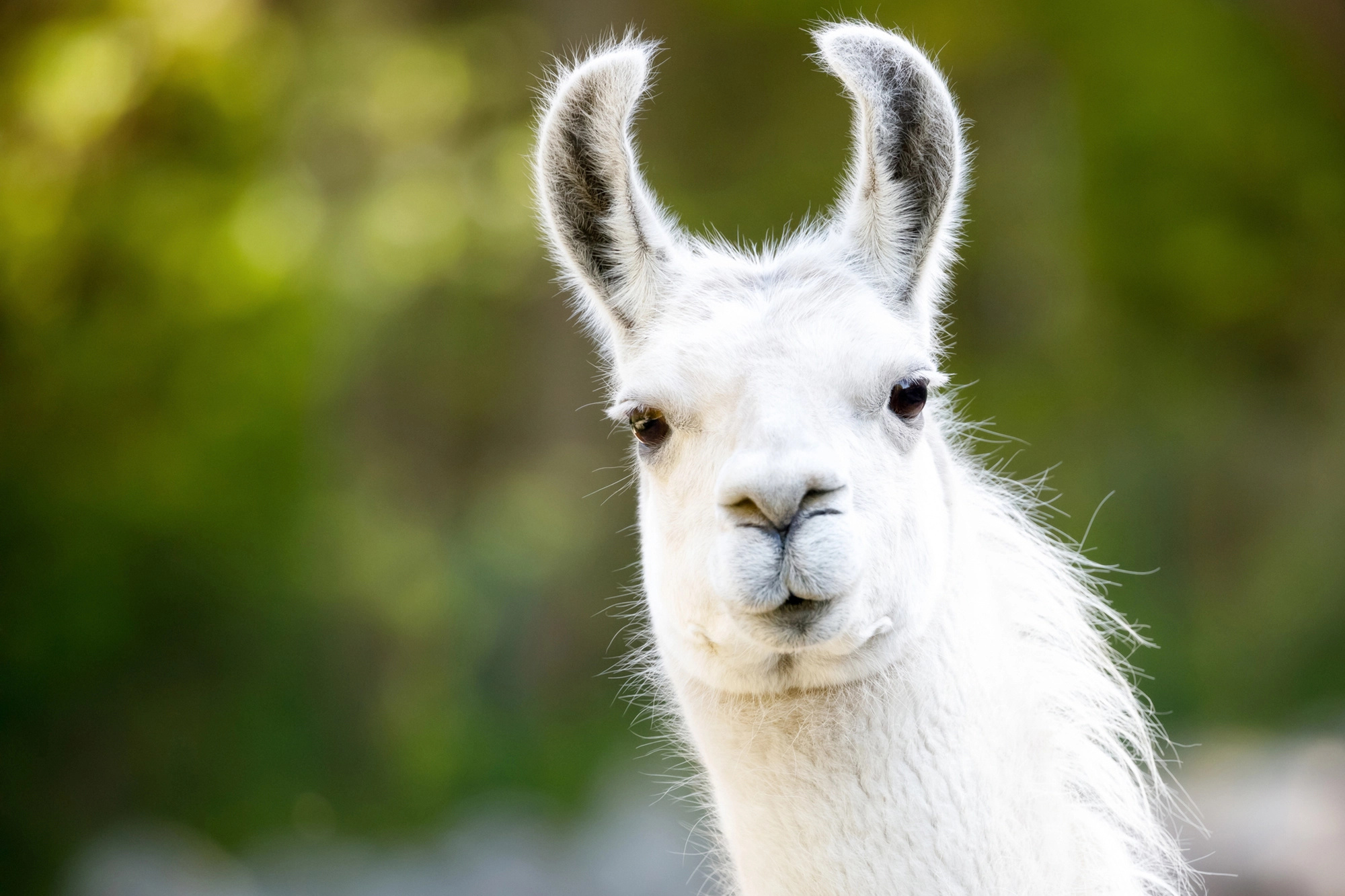 Llama attends protest, Inspiring morale booster, Llama standing up, Advocacy in action, 2000x1340 HD Desktop