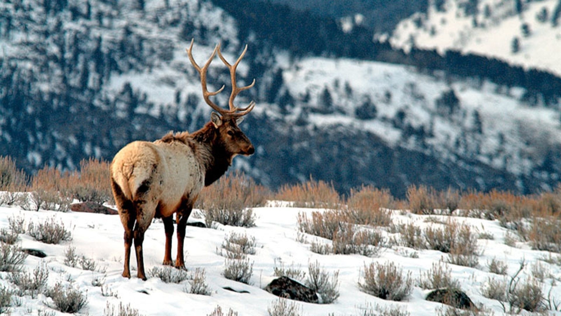 Snow deer, Winter wildlife, Snow-covered landscape, Nature's marvel, 1920x1080 Full HD Desktop