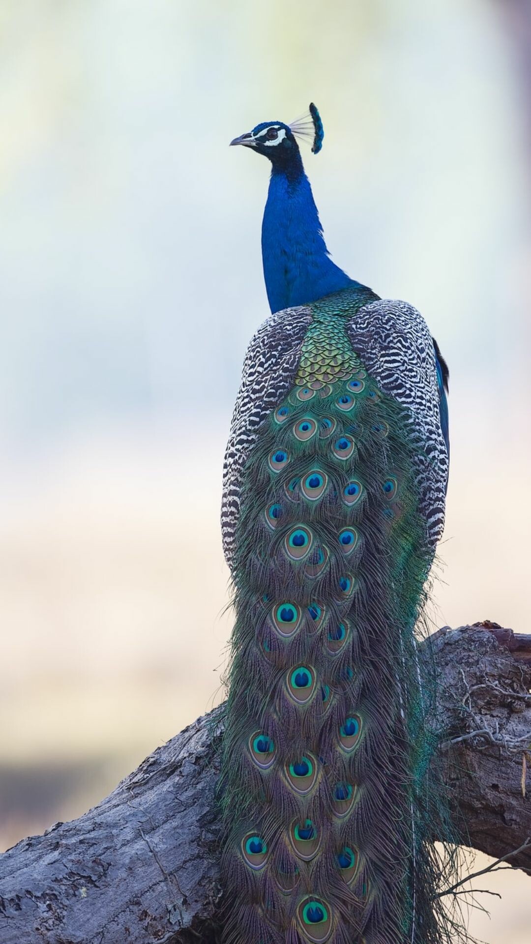 Peacock: Plumage, Three bird species in the genera Pavo. 1080x1920 Full HD Wallpaper.
