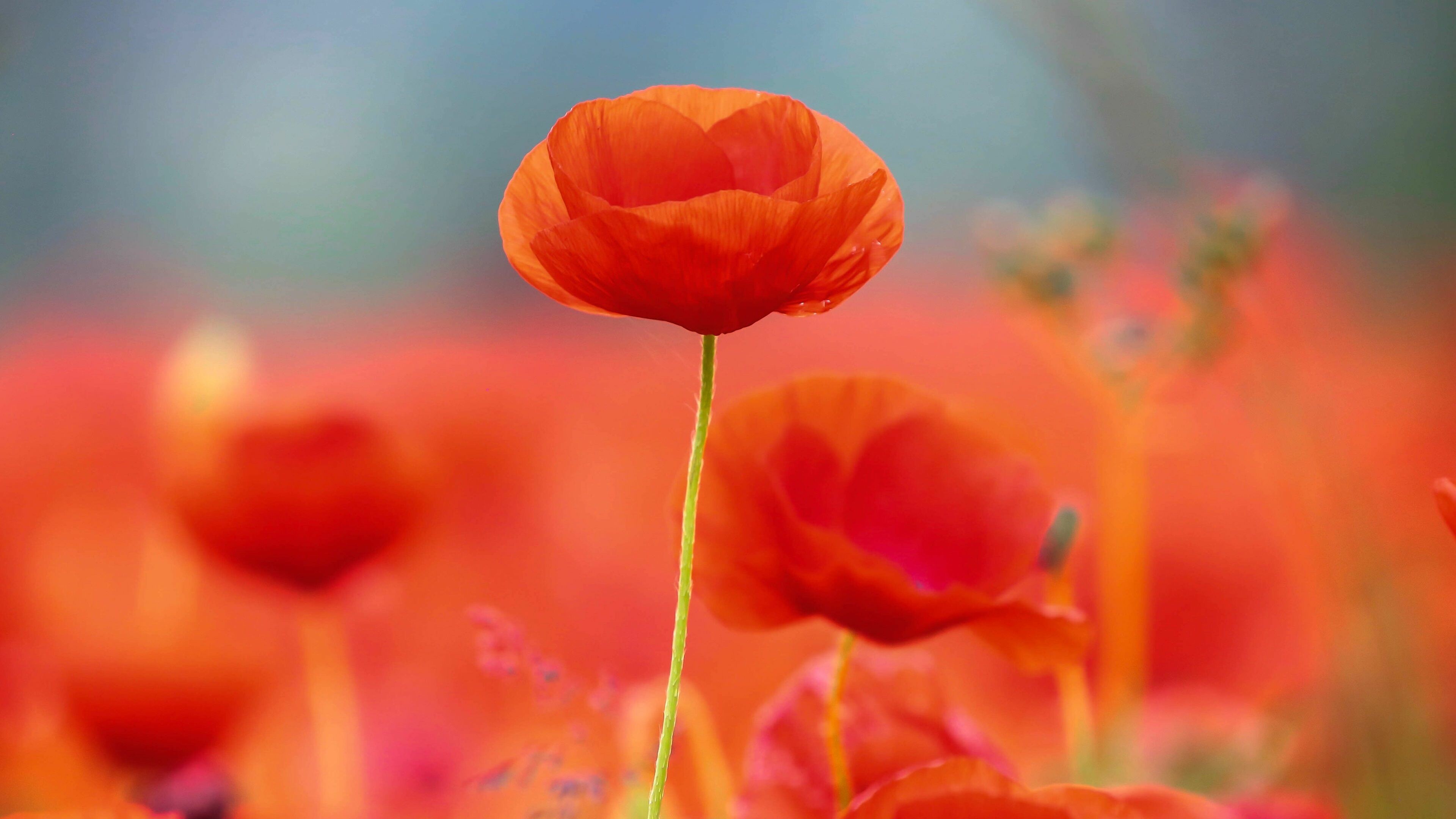 Poppy Flower: A flowering plant in the subfamily Papaveroideae of the family Papaveraceae. 3840x2160 4K Background.