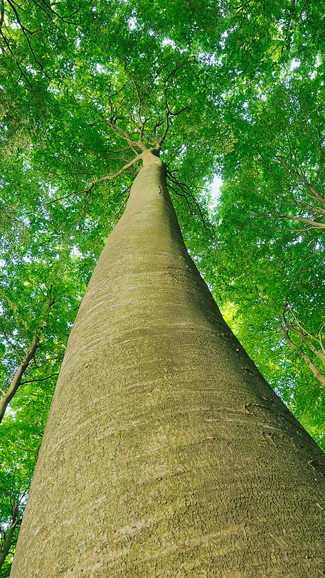 Looking up at beech trees, Jasmund National Park, Ruegen Island, Mecklenburg-Vorpommern, 1080x1920 Full HD Handy