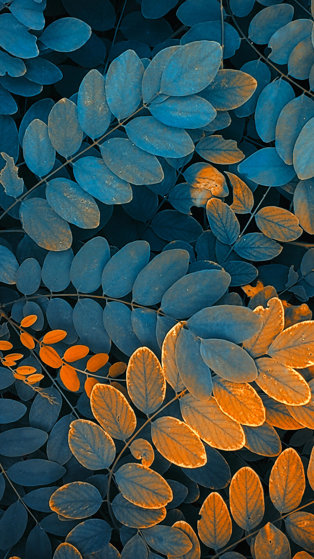 Leaves: Plant morphology, Pinnation, The arrangement of leaflets. 1080x1920 Full HD Background.