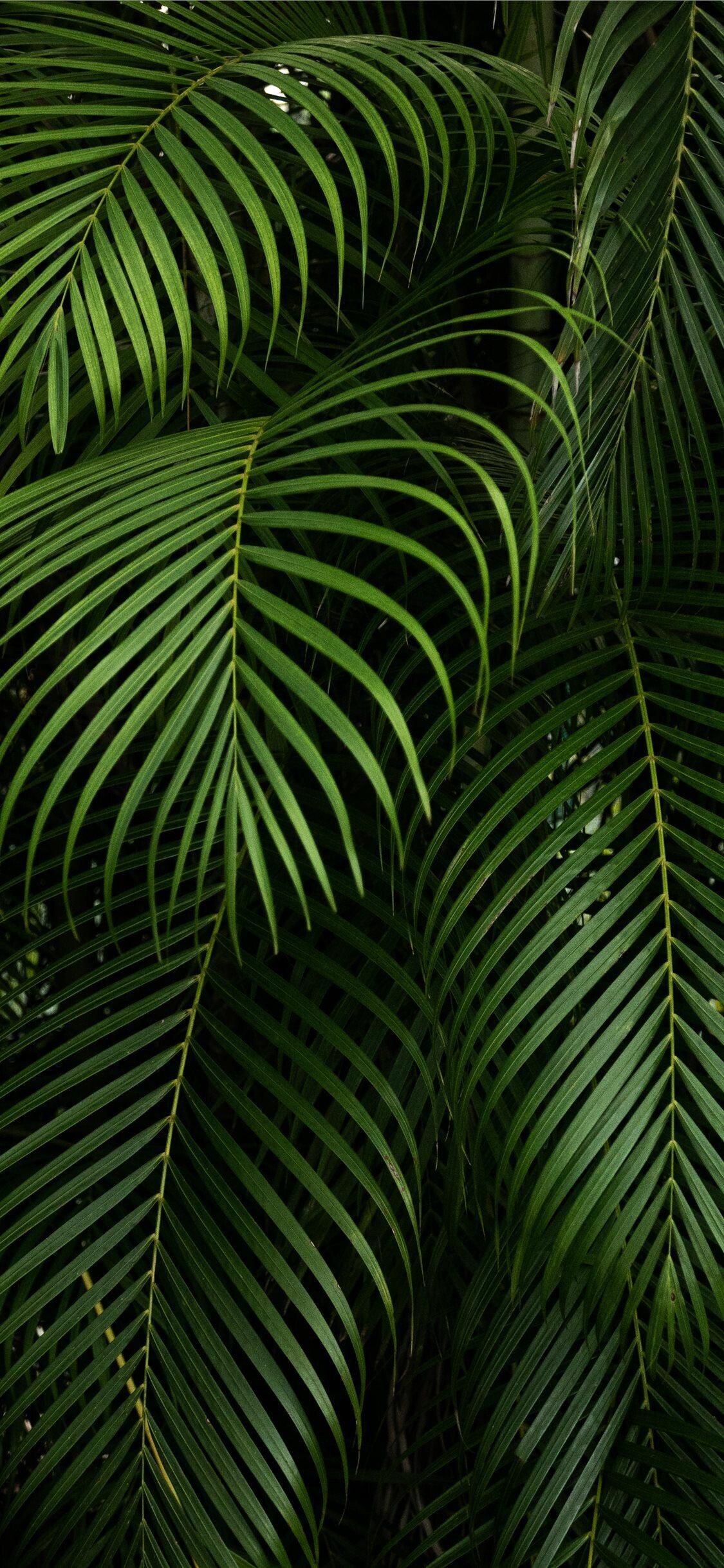 Leaves: Palm, A plant native to tropical forests. 1130x2440 HD Background.