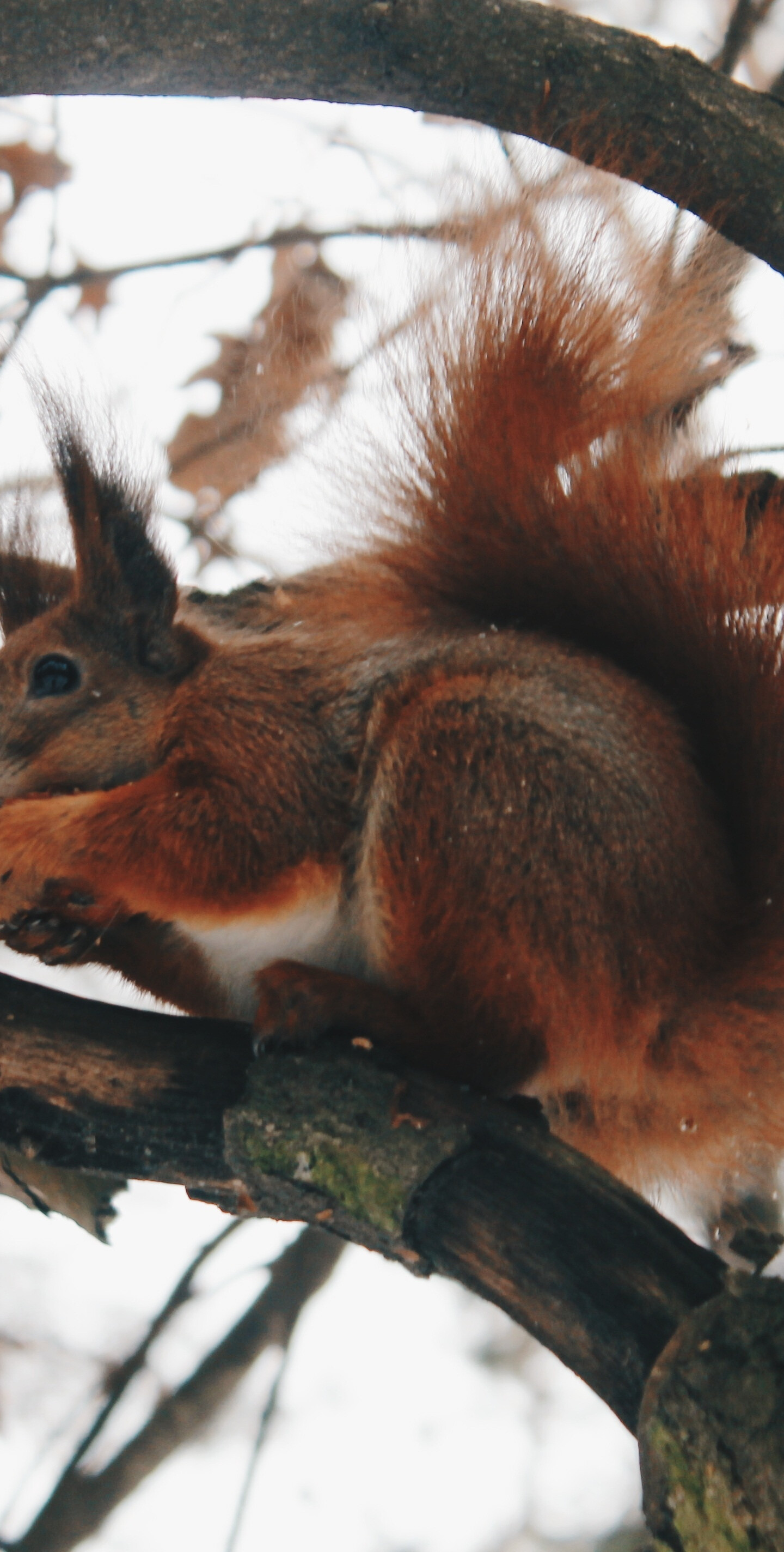 Squirrel: Small rodents living in trees, on the ground, or in burrows. 1440x2850 HD Background.