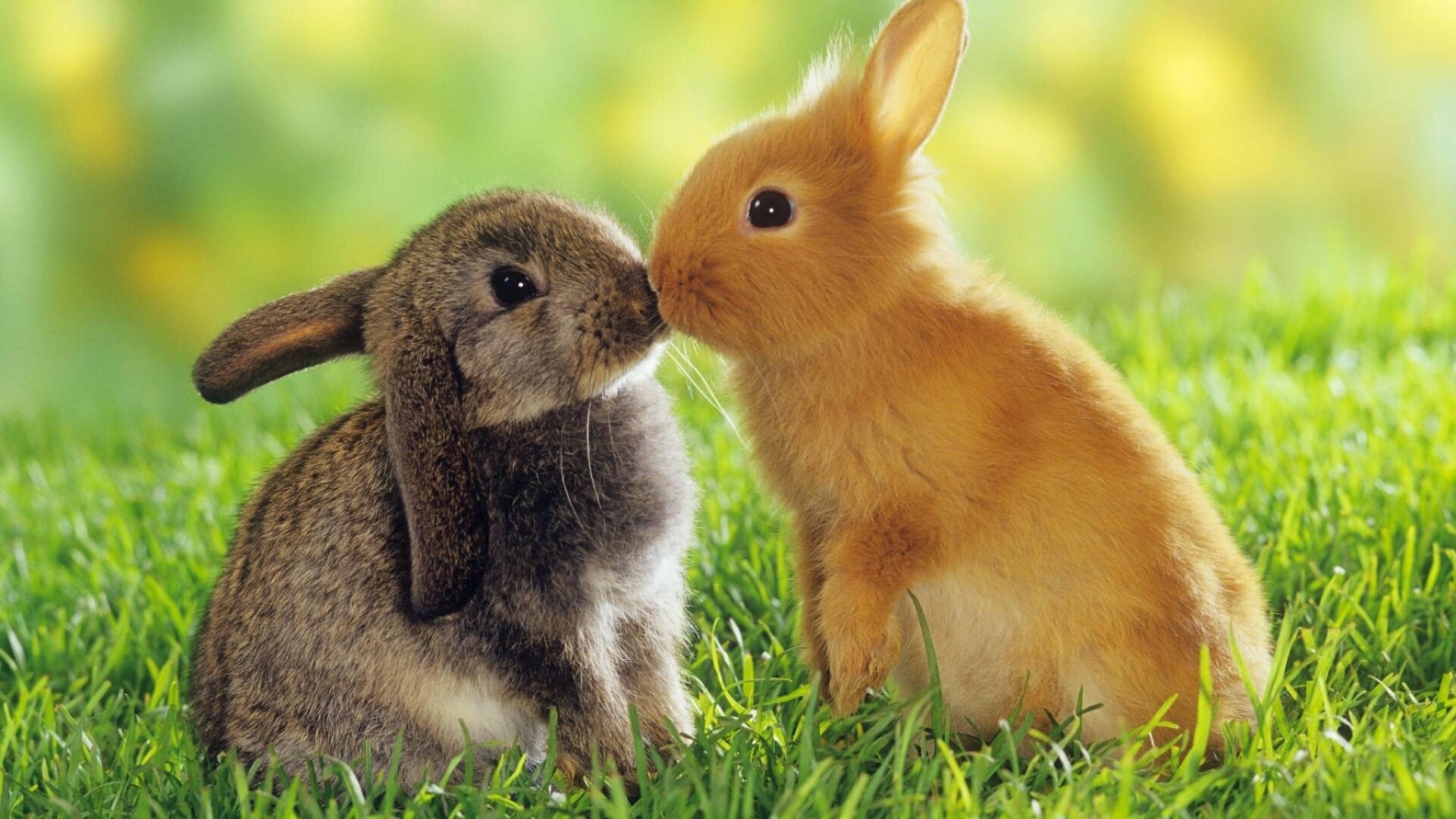 Rabbit: Bunnies, Belong to the family Leporidae. 1920x1080 Full HD Background.