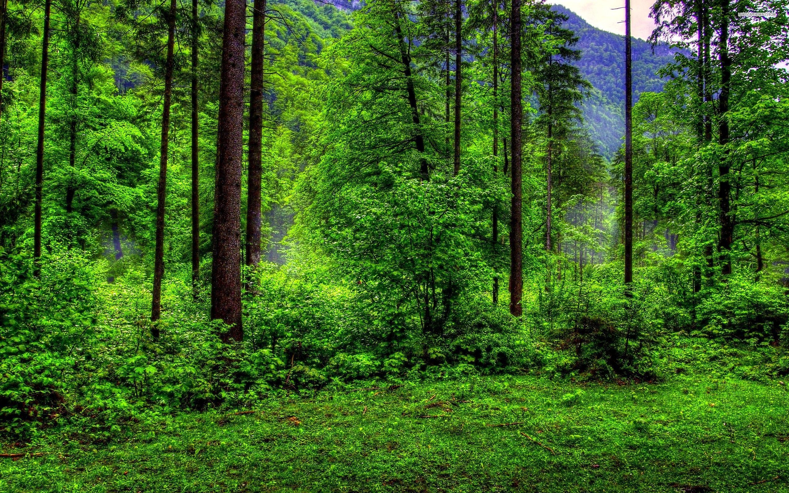 Green Forest: Nature’s most efficient ecosystem with a high rate of photosynthesis. 2560x1600 HD Background.