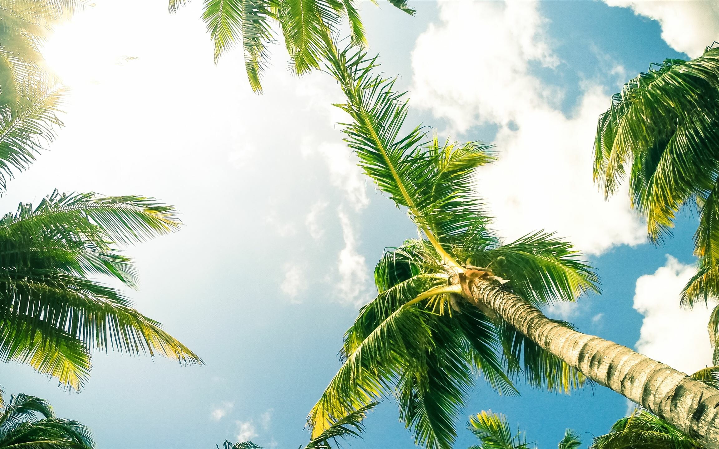 Palm Tree: The Arecaceae branch, A symbol of victory, triumph, peace. 2310x1440 HD Wallpaper.