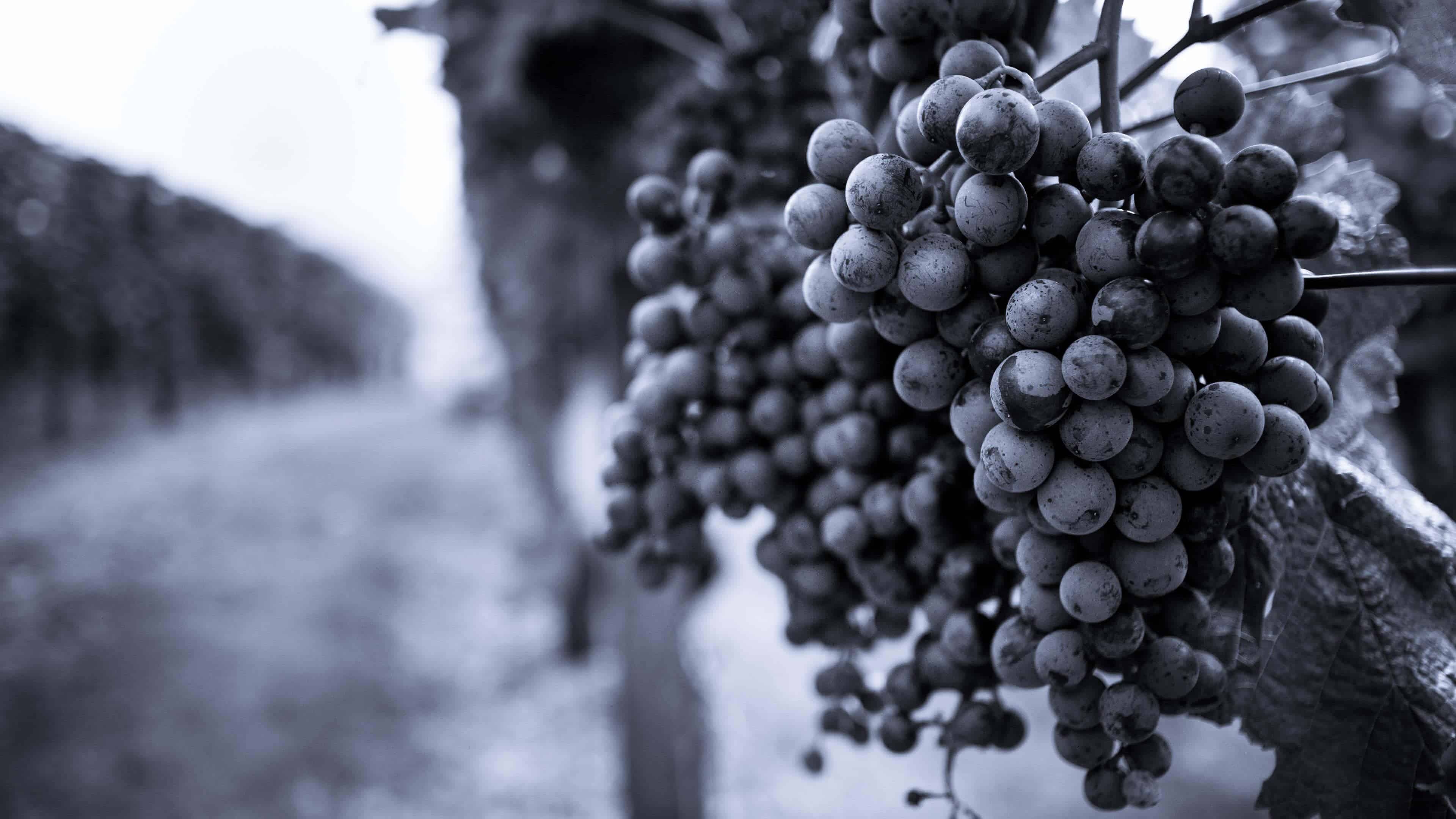 Grapes: Grapevine, A vineyard, Natural foods. 3840x2160 4K Wallpaper.