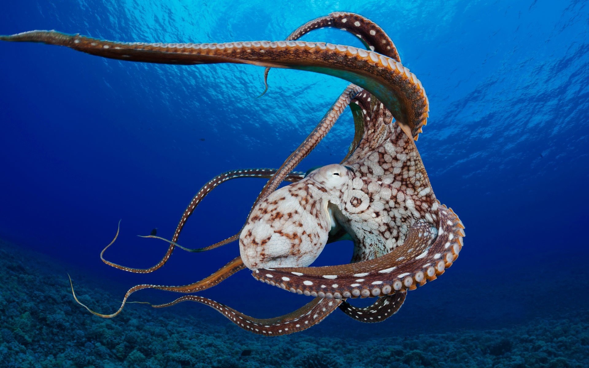 Octopus backgrounds, Captivating post, Zoey Walker's collection, Cephalopod art, 1920x1200 HD Desktop