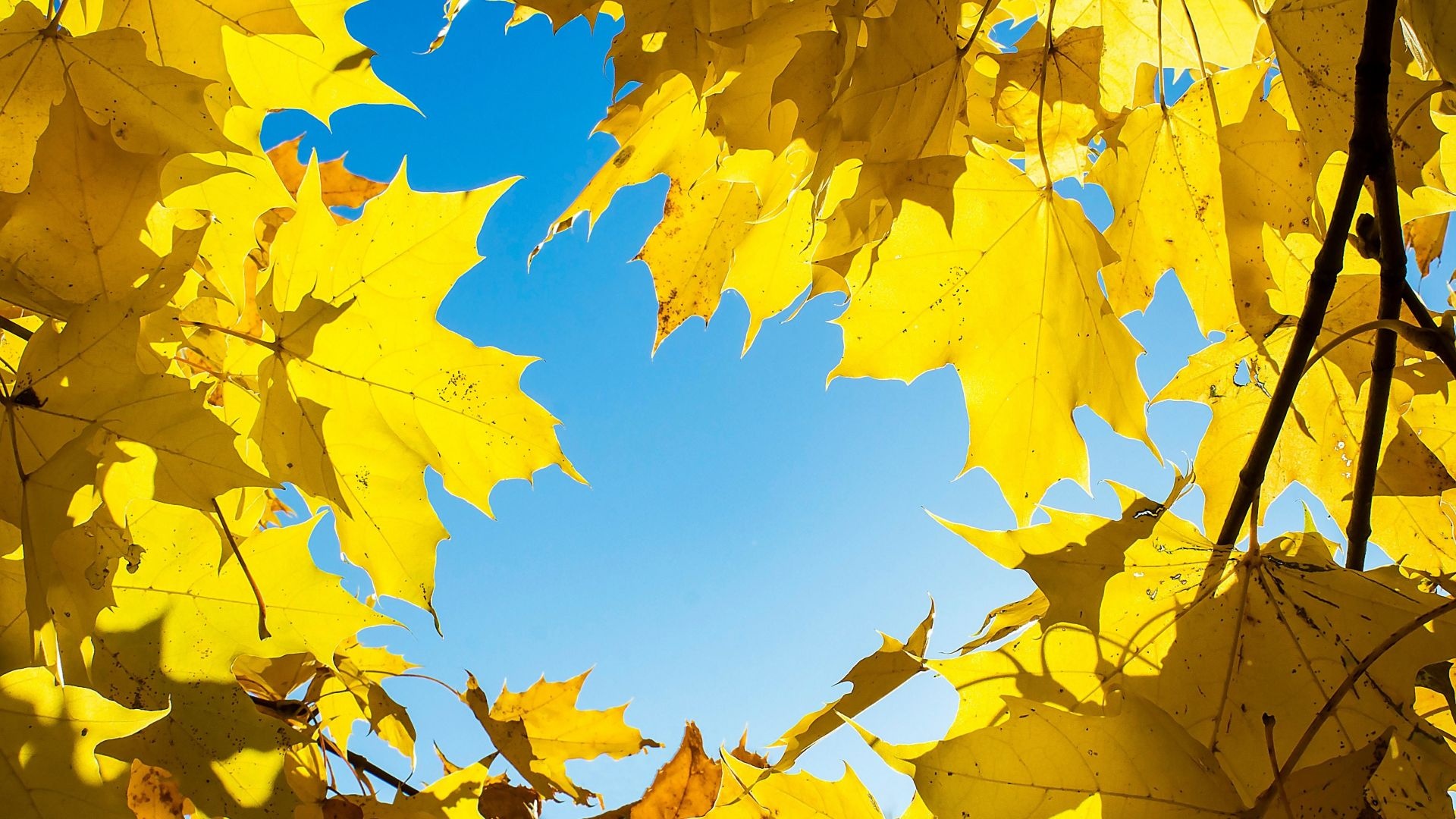 Yellow leaves, Vibrant colors, Autumn foliage, Nature's palette, 1920x1080 Full HD Desktop