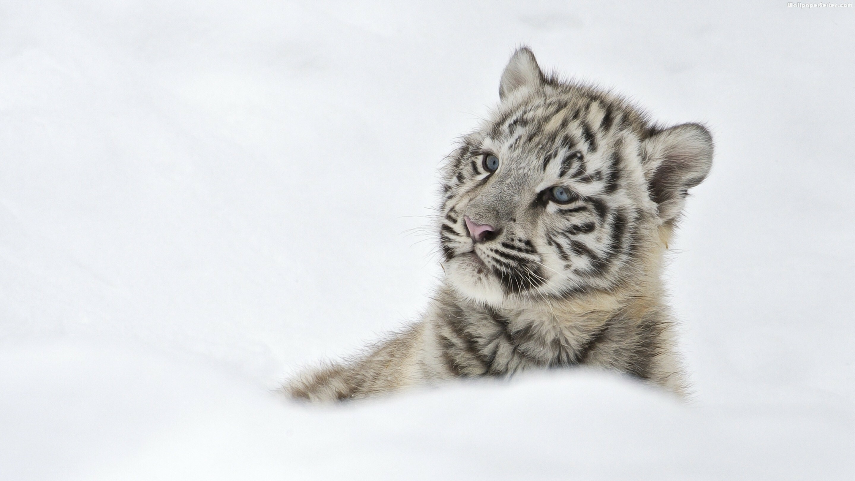 Tiger Cub: The specie was first scientifically described in 1758. 2880x1620 HD Background.