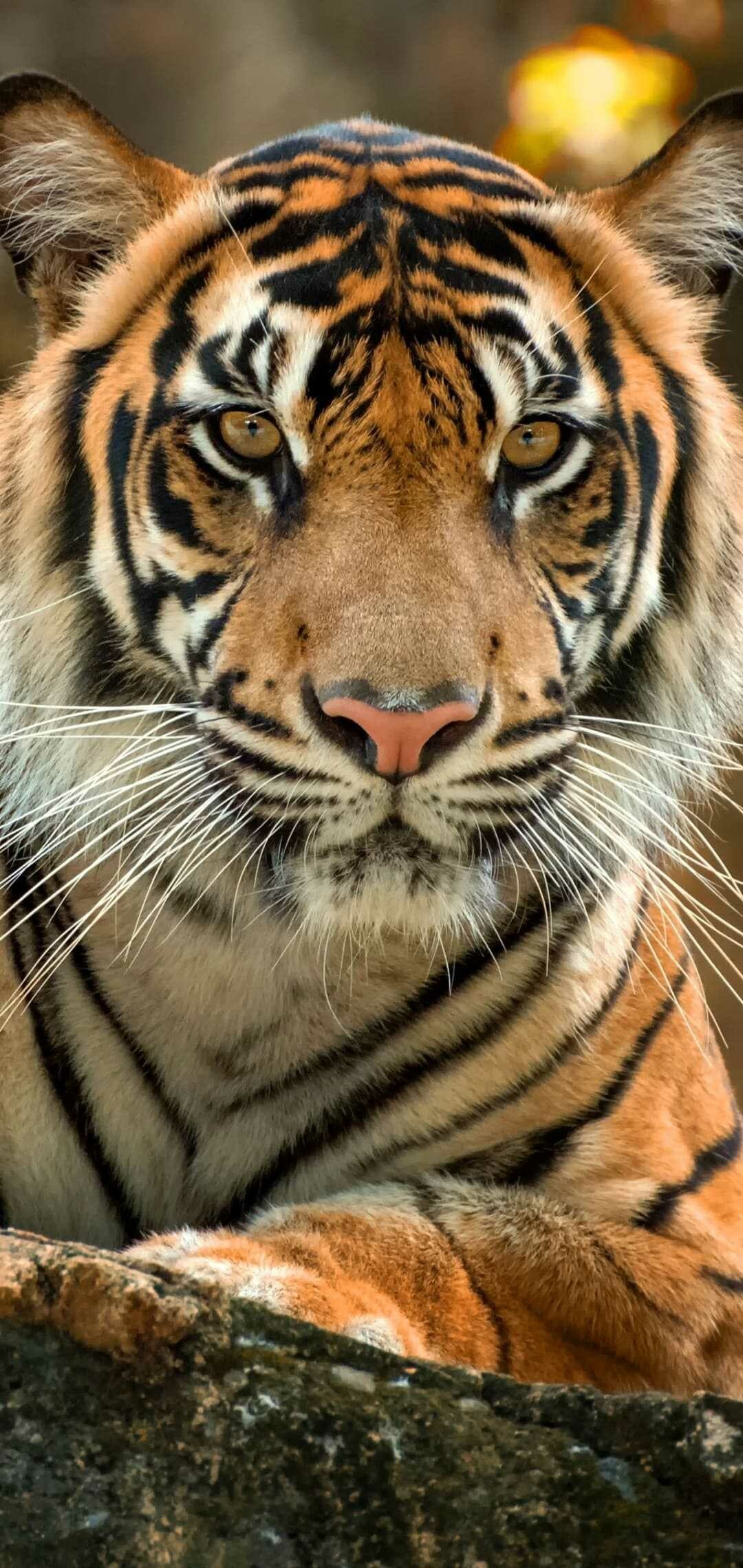 Tiger: Despite their solitary nature, communication is a very important part of tigers' behavioral ecology. 1080x2280 HD Wallpaper.