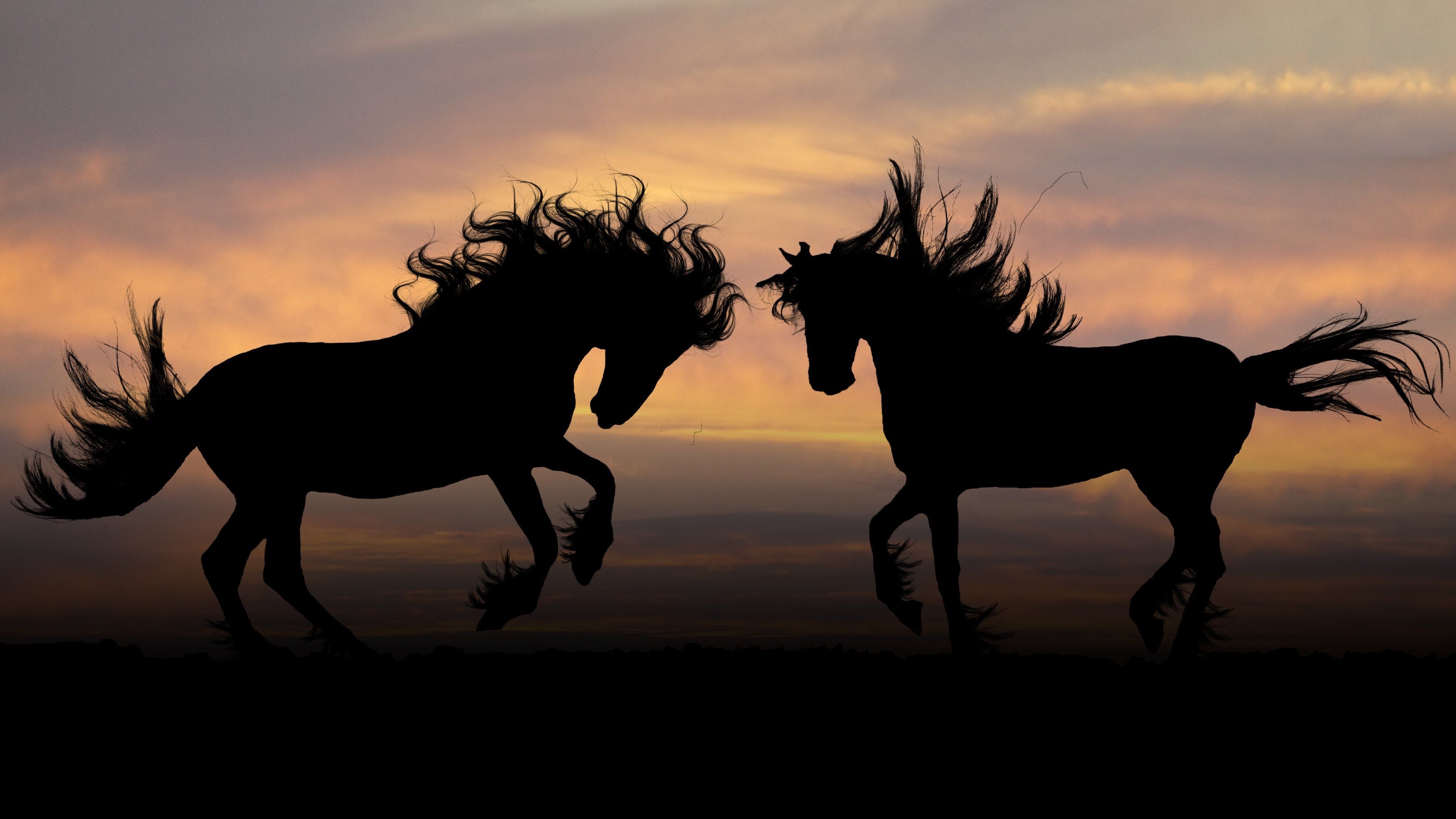 Horse: Family Equidae, Silhouettes, Working animal. 3840x2160 4K Background.