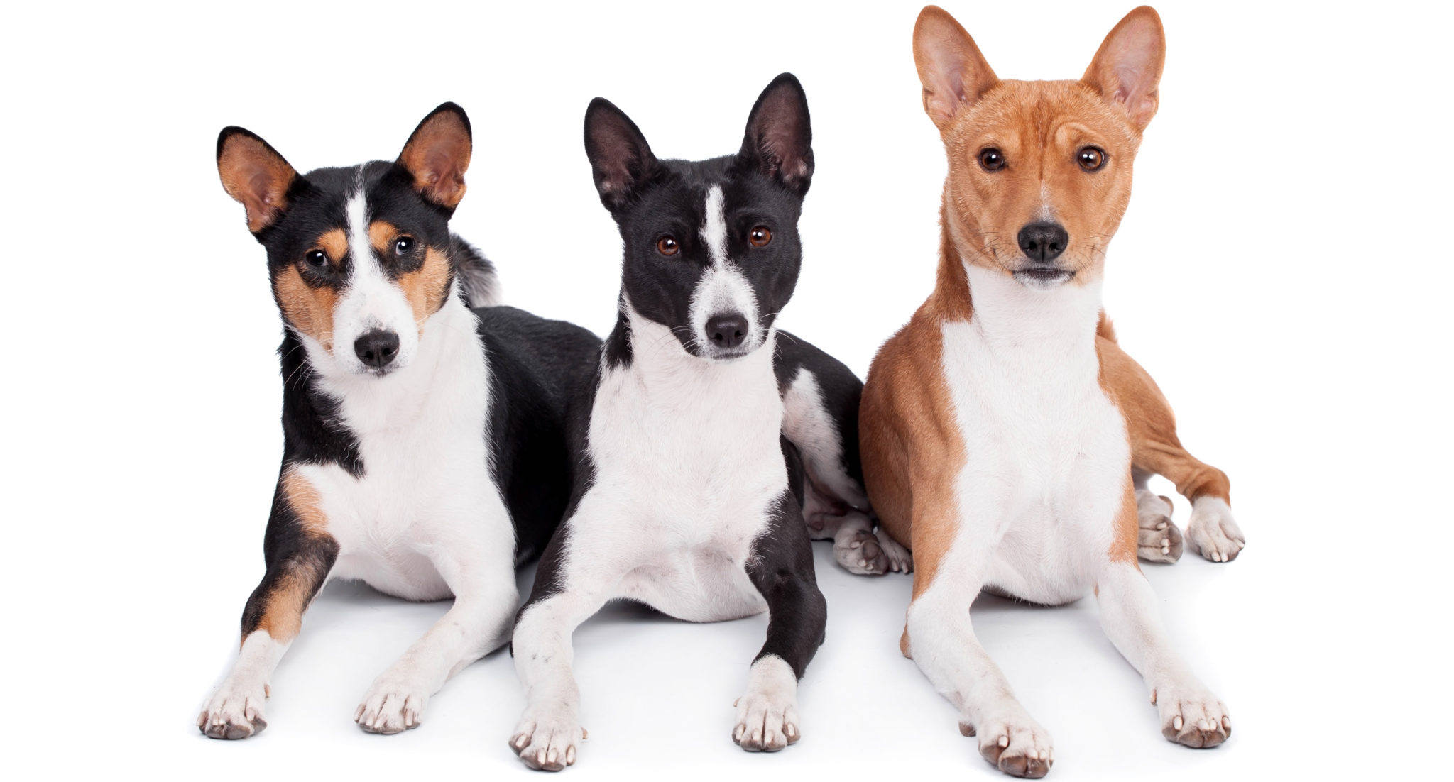 Basenji Dog, Top-selling dog images, 56% off discount, Limited time offer, 2050x1110 HD Desktop