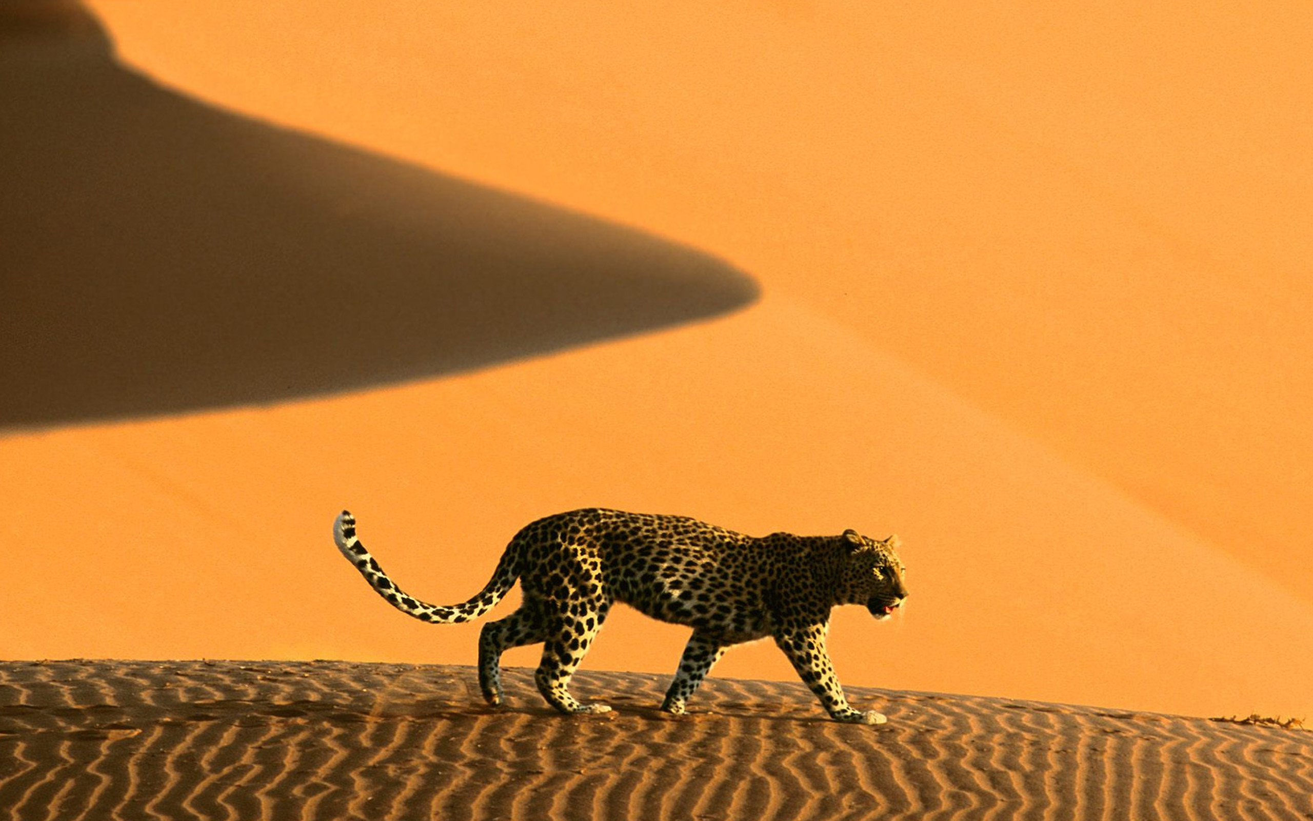 Desert animals, Enigmatic creatures, Wildlife survival, Sand dunes habitat, 2560x1600 HD Desktop