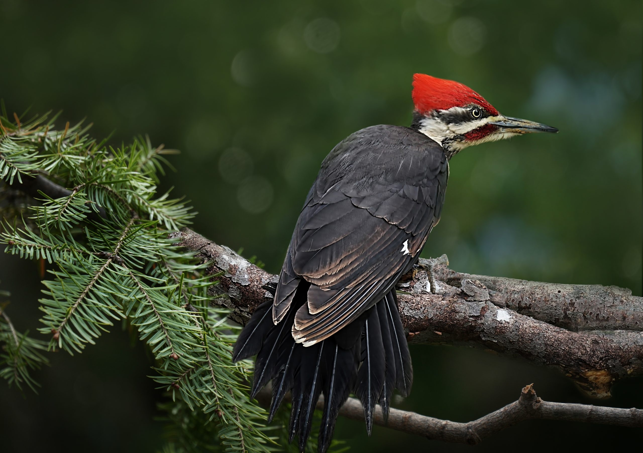 Pileated woodpecker, Holden forests, Gardens encounter, Majestic bird, 2560x1810 HD Desktop
