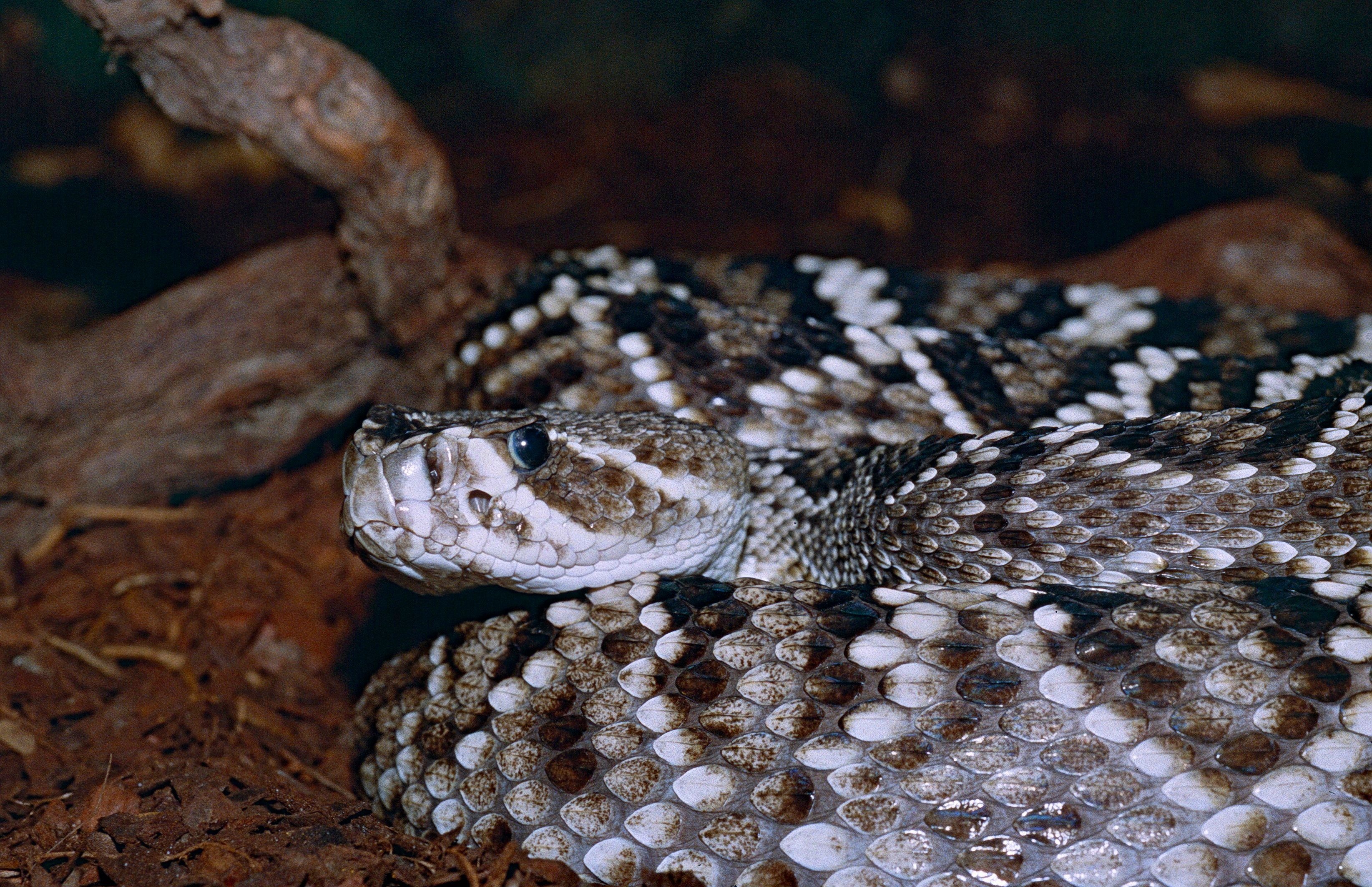 Eastern diamondback rattlesnake, Desktop wallpaper, Wildlife-themed design, Serpent imagery, 3290x2130 HD Desktop