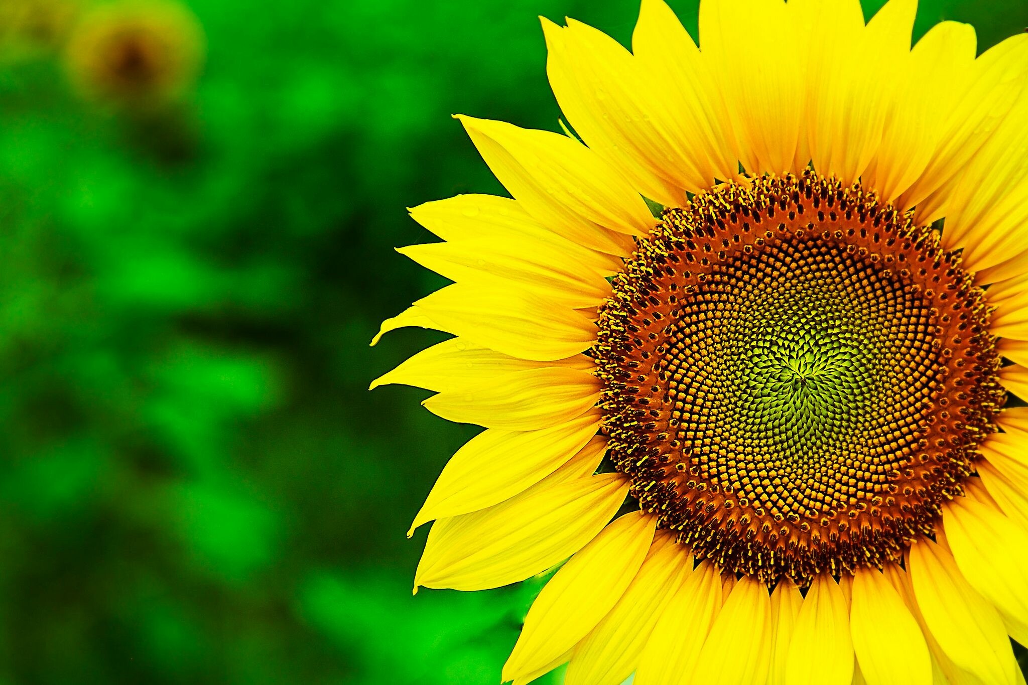 Sunflower: Often appear on dry open areas and foothills, Annual plants. 2050x1370 HD Wallpaper.