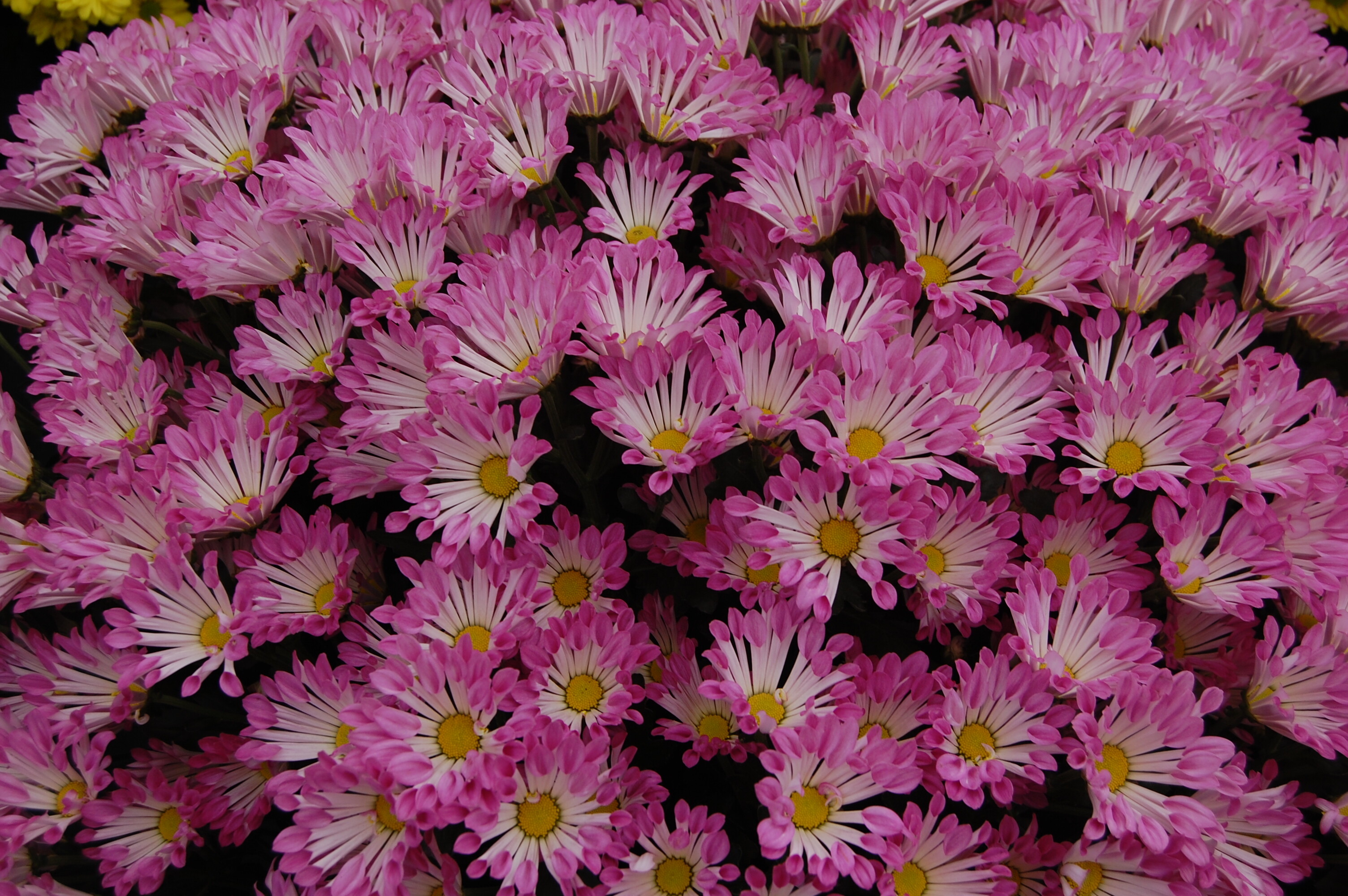 Chrysanthemum: The leaves are alternate, divided into leaflets, and may be pinnatisect, lobed, or serrate but rarely entire, Flowering plant. 3010x2000 HD Background.