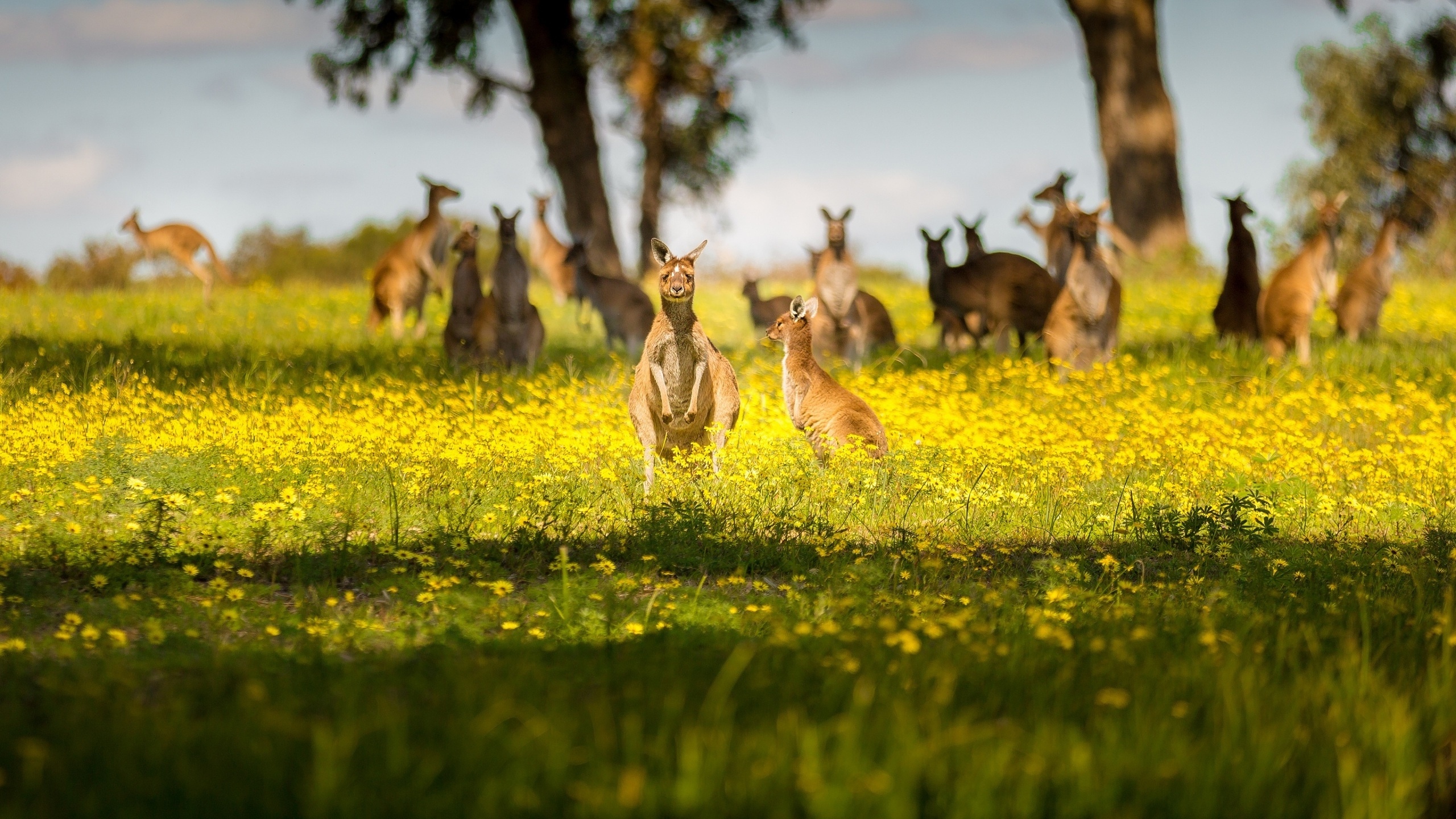 Bokeh grass, Kangaroo Australia, Kangaroo wallpaper, Wallpx, 2560x1440 HD Desktop