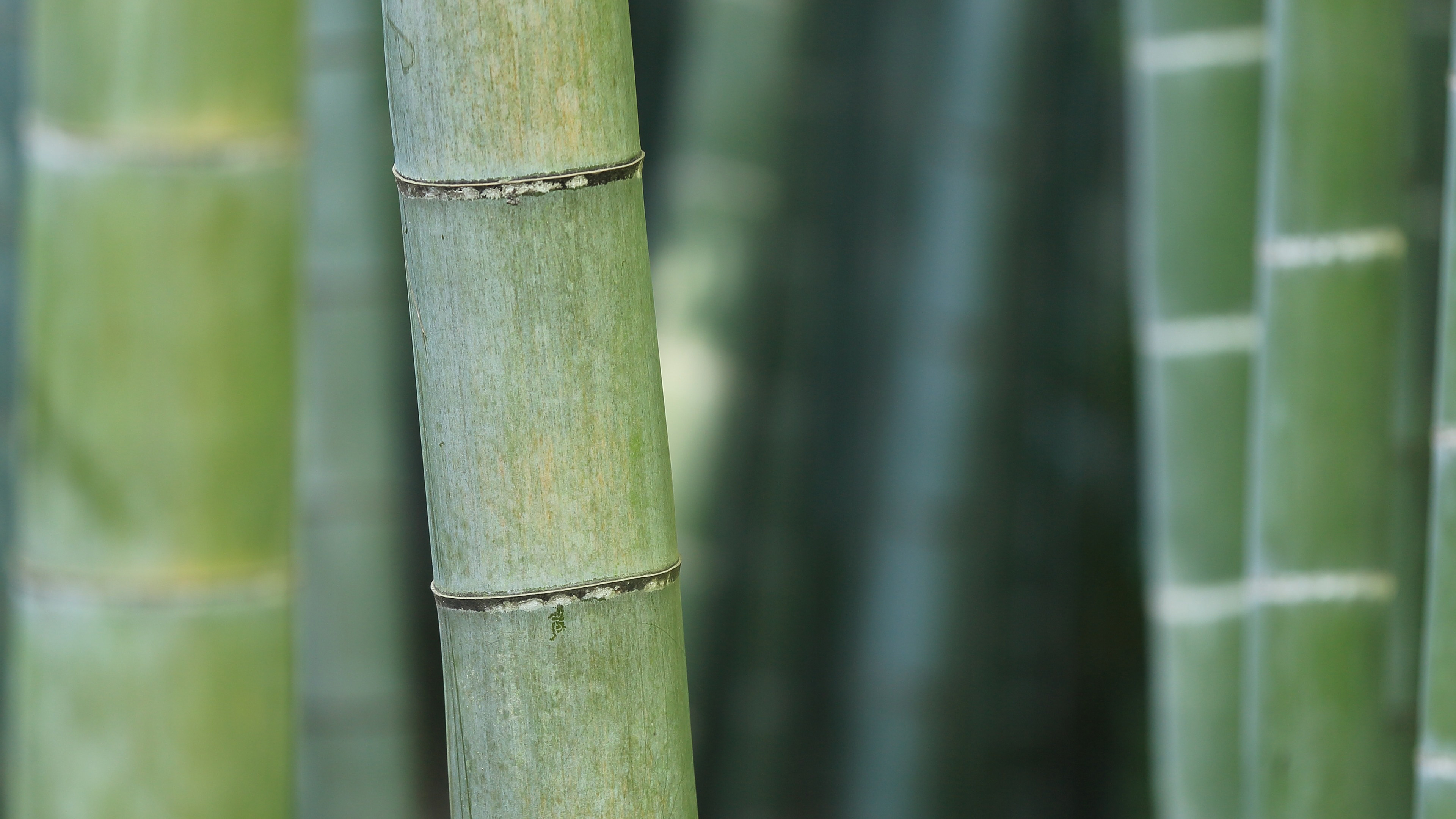 Bamboo: The plant that has notable economic and cultural significance in Asian region, Green trees. 3840x2160 4K Background.