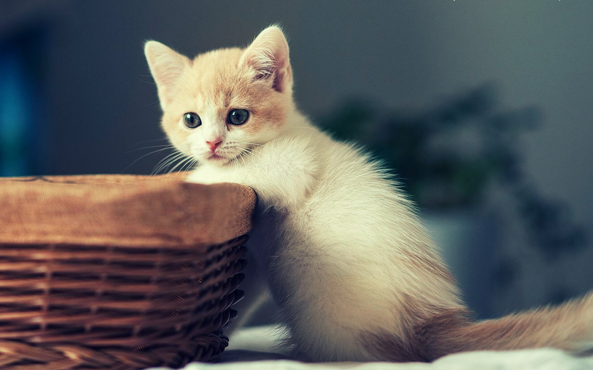 Kitten: A young cat, Commonly kept as a house pet. 1920x1200 HD Wallpaper.