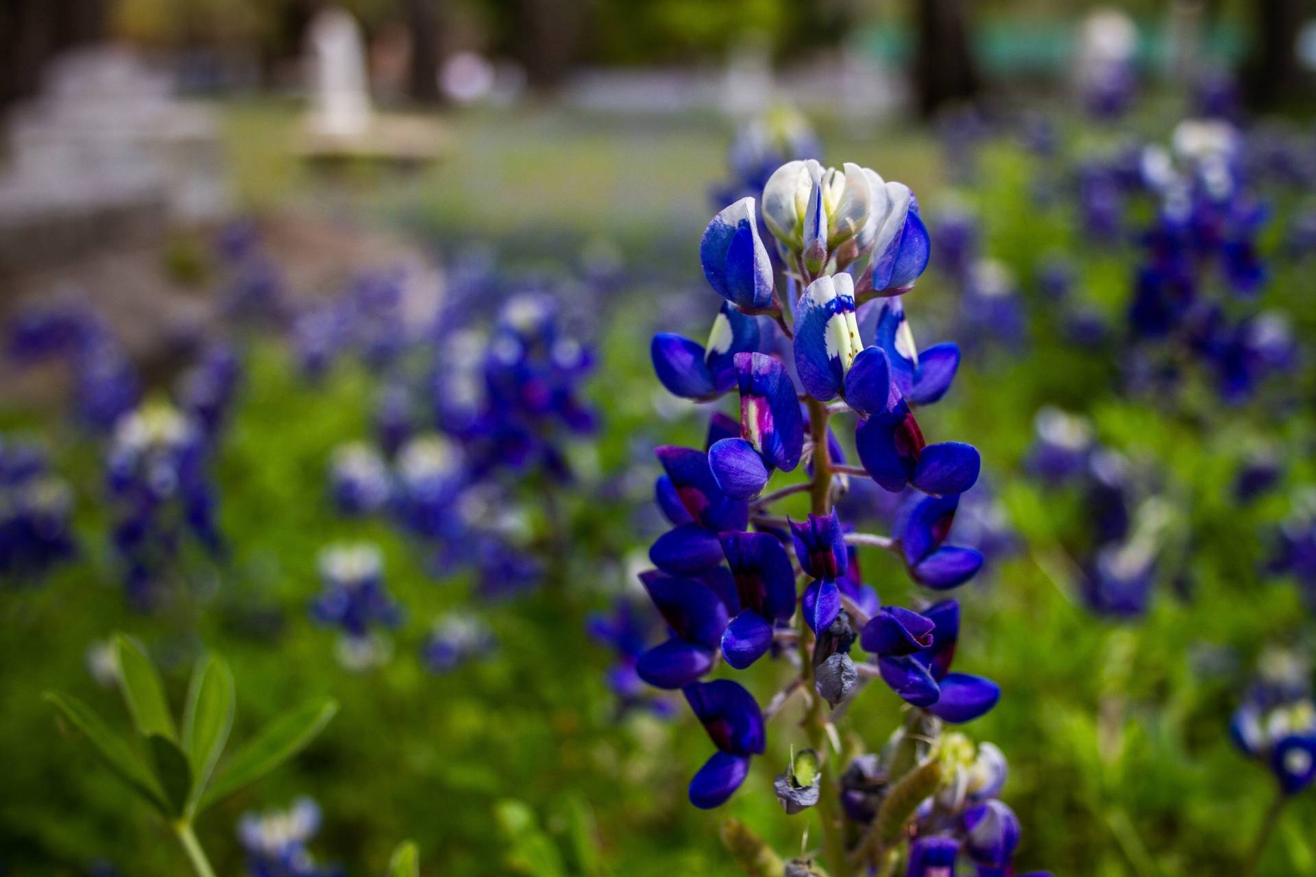 Fresh bluebonnet images, Breathtaking beauty, Spring in Texas, Floral wonder, 1920x1280 HD Desktop