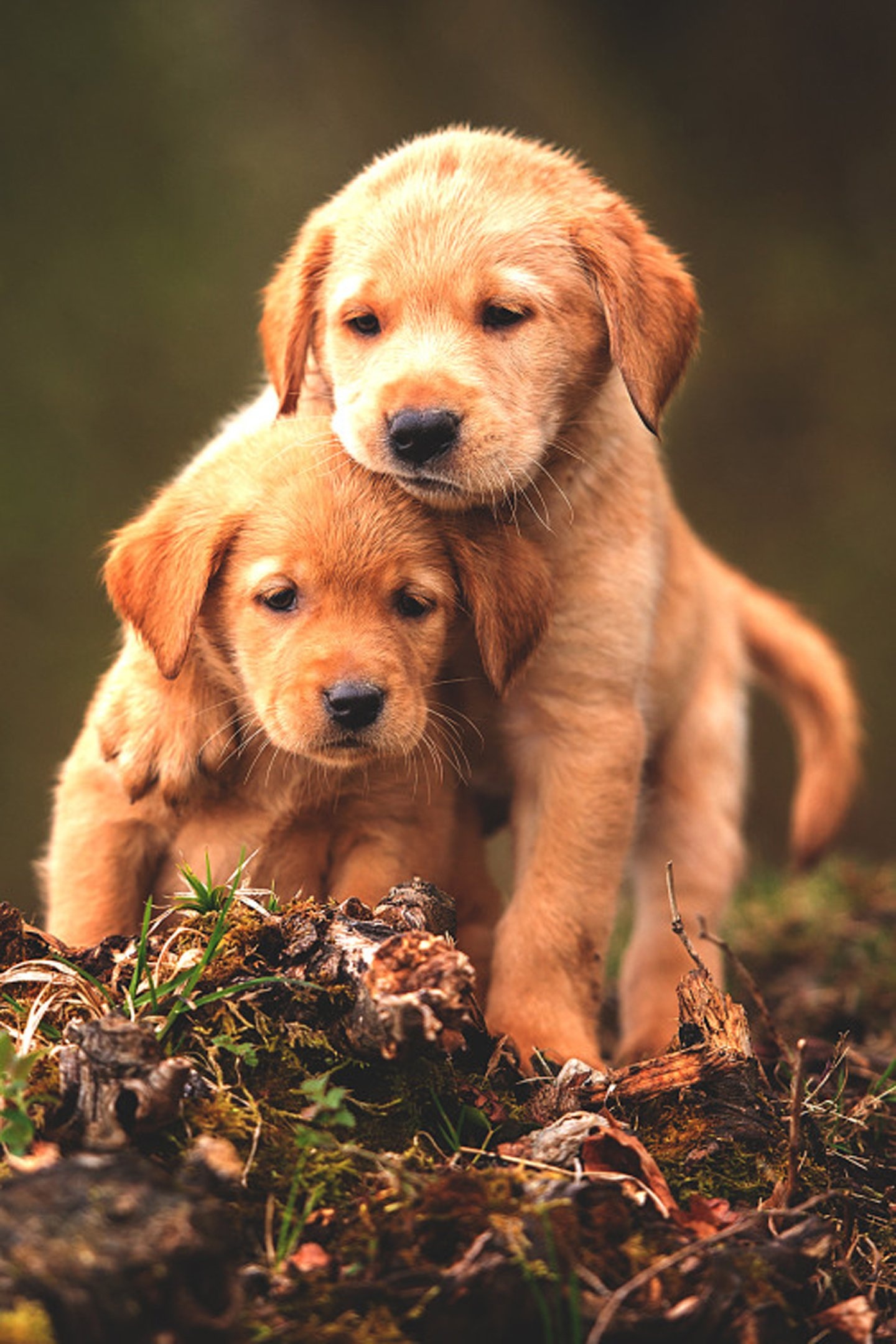 Cute dogs, Loyal companions, Playful antics, Best friends forever, 1440x2160 HD Phone