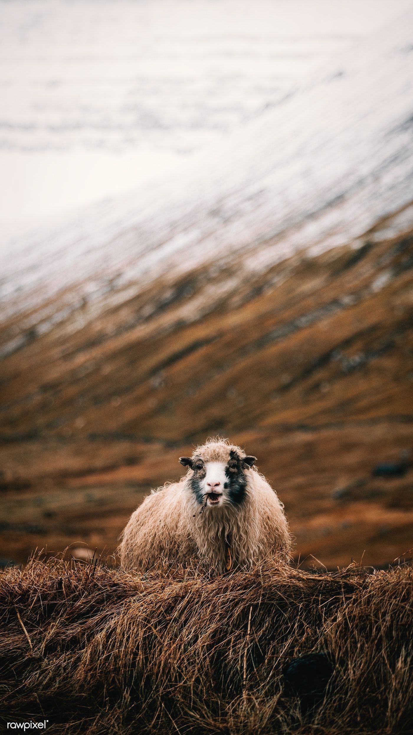 Photography inspiration, Dreamy sheep scenes, Inspiring captures, Artistic expressions in nature, 1400x2490 HD Handy