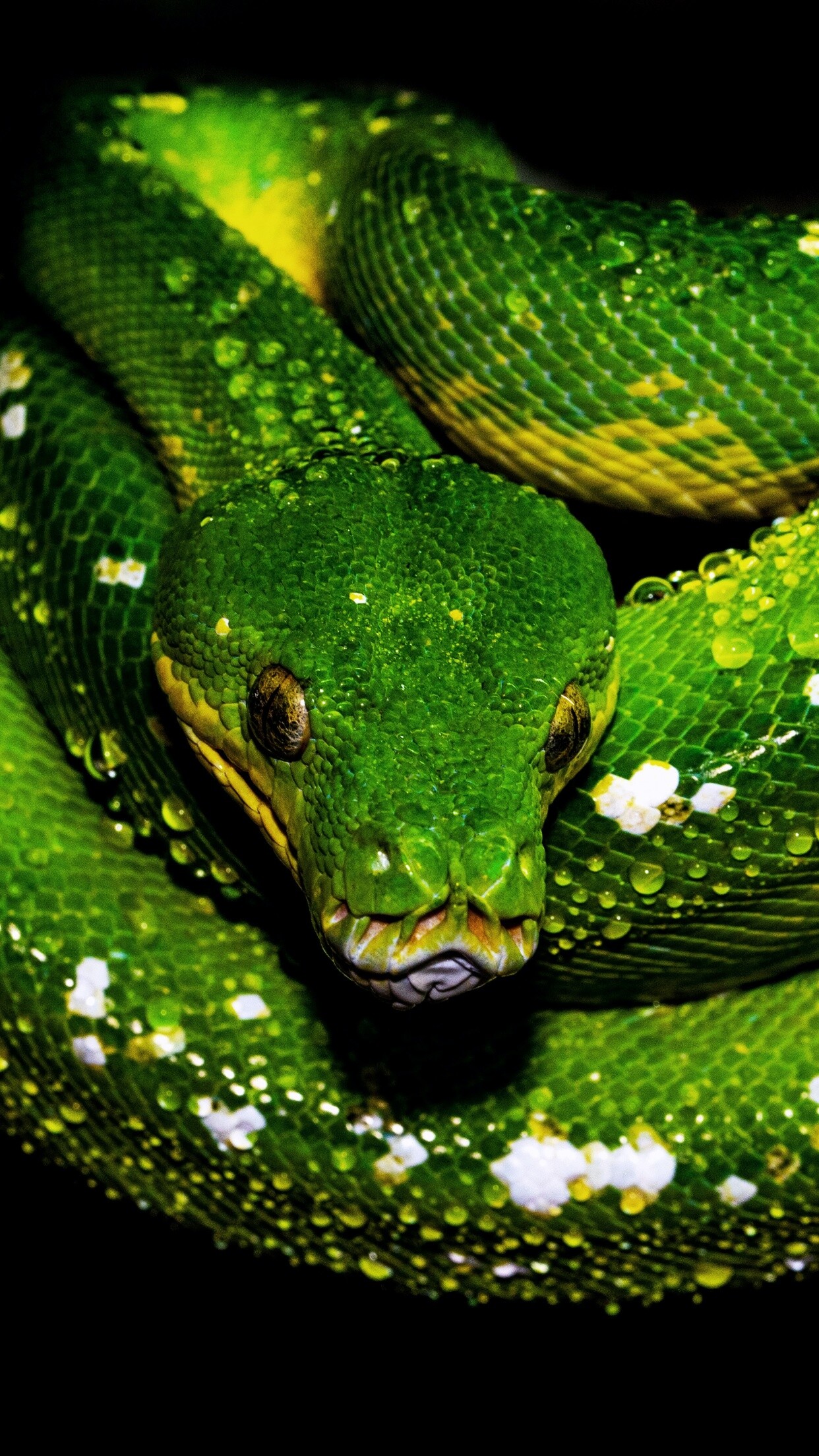 Snake: Tree Python, Green serpent, Scaled animals, Predator. 1250x2210 HD Background.