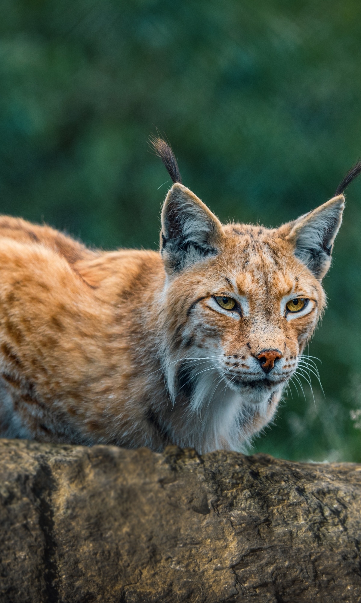 Lynx, Majestic animal, Silent hunter, Nature's marvel, 1200x2000 HD Handy