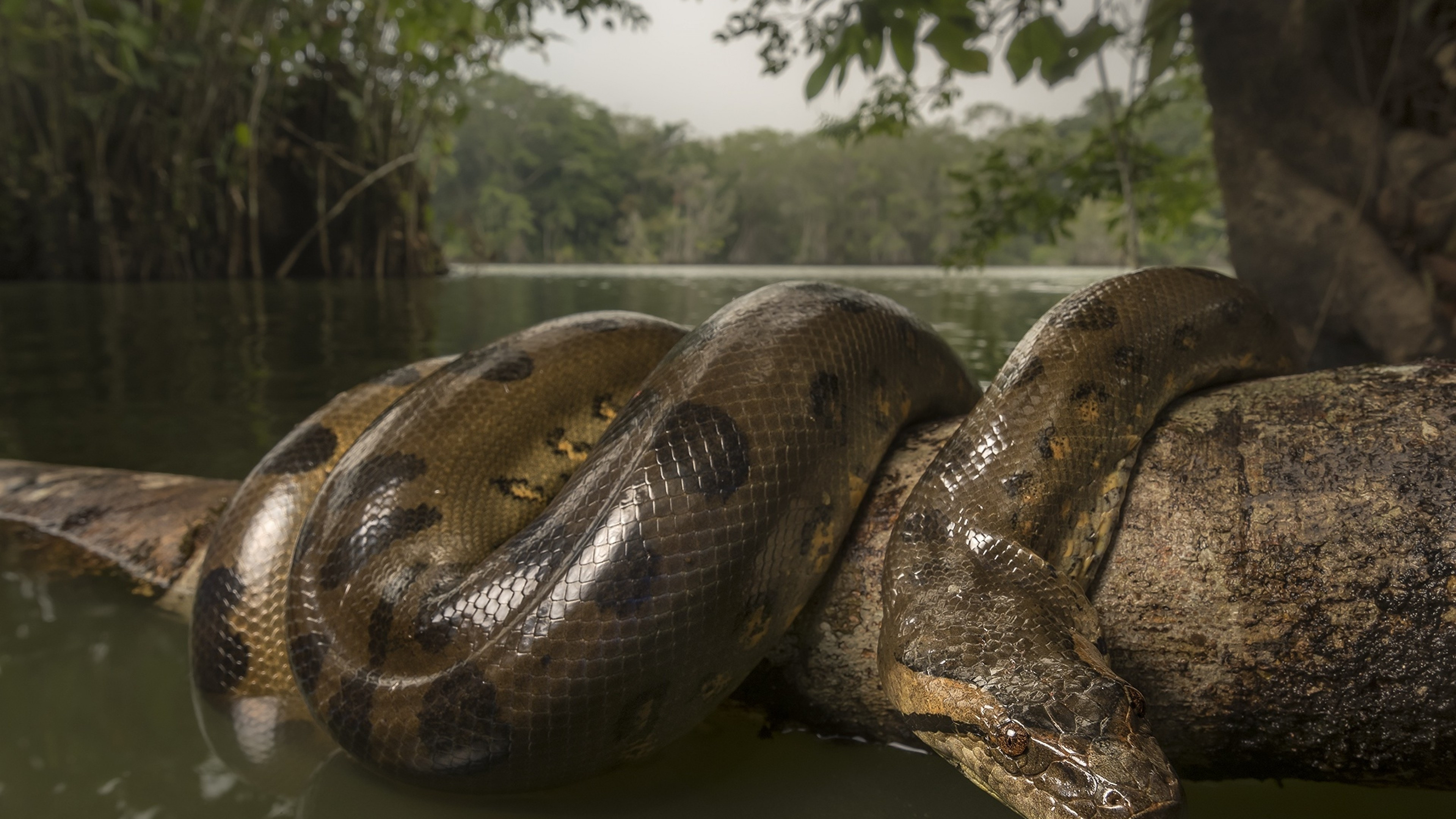 Anaconda, Wild snake lake, Reptiles wallpapers, UHD TV, 3840x2160 4K Desktop