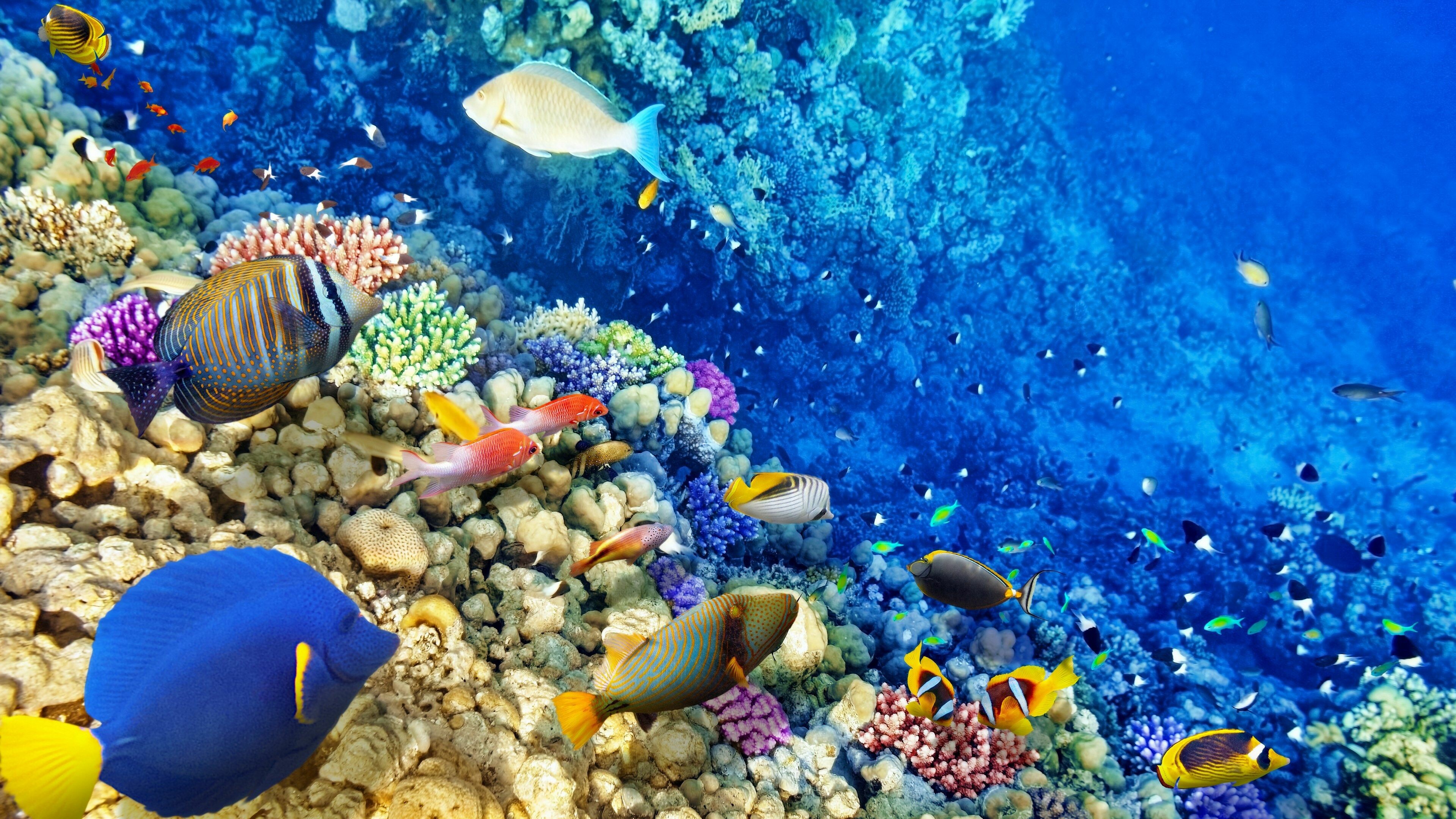 Coral Reef: An underwater ecosystem characterized by reef-building corals. 3840x2160 4K Background.