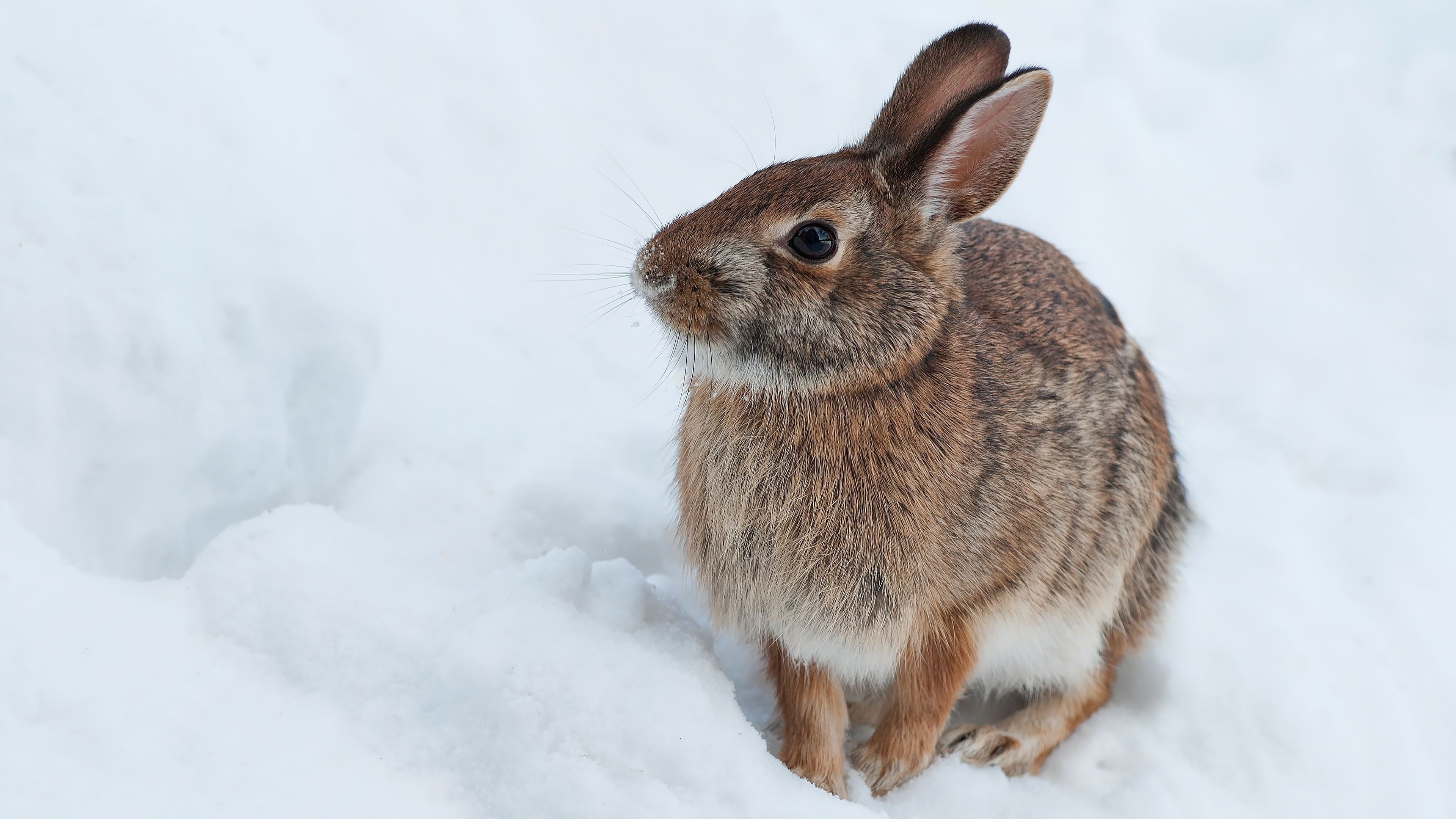 Winter rabbit, Majestic wildlife, Snowy backgrounds, Nature's marvels, 3840x2160 4K Desktop