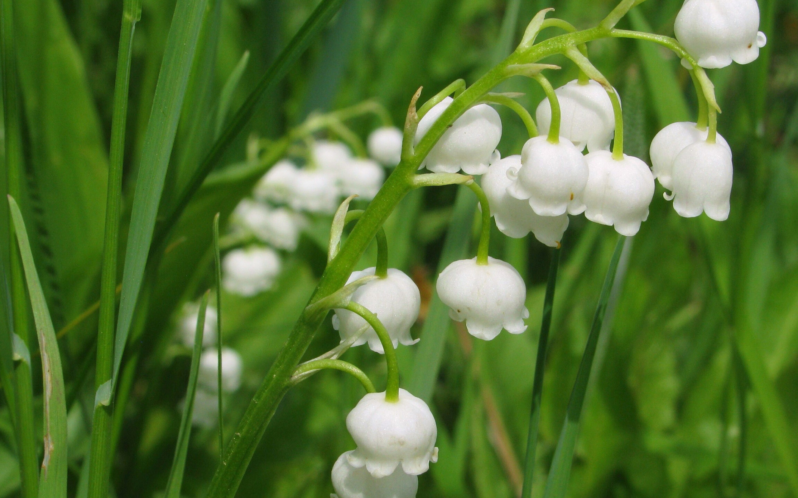 Lily of the Valley: A light, perfumy, spring-like aroma, Flowering plant. 2560x1600 HD Background.