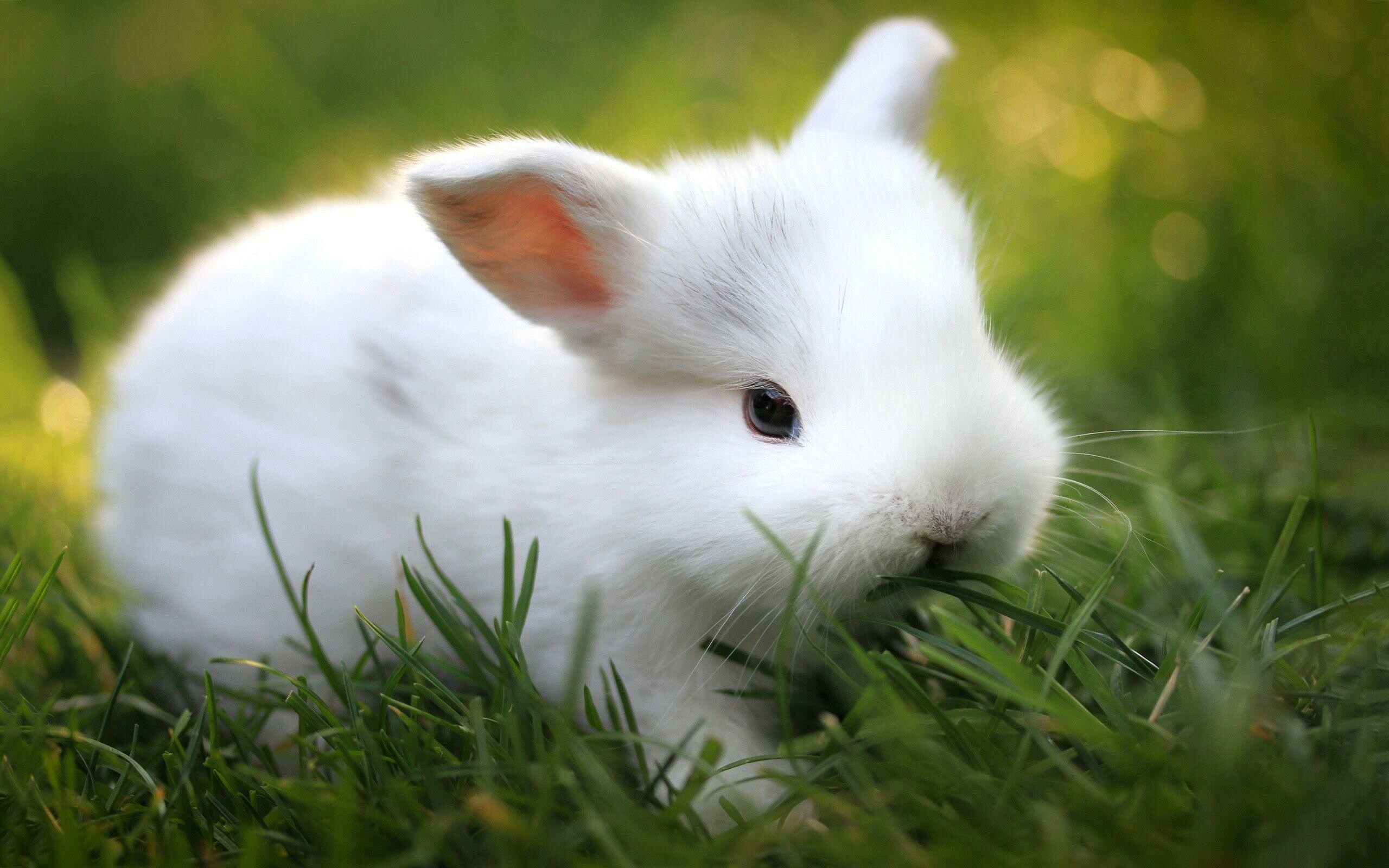 Rabbit: Bunny, Small, furry mammals. 2560x1600 HD Wallpaper.
