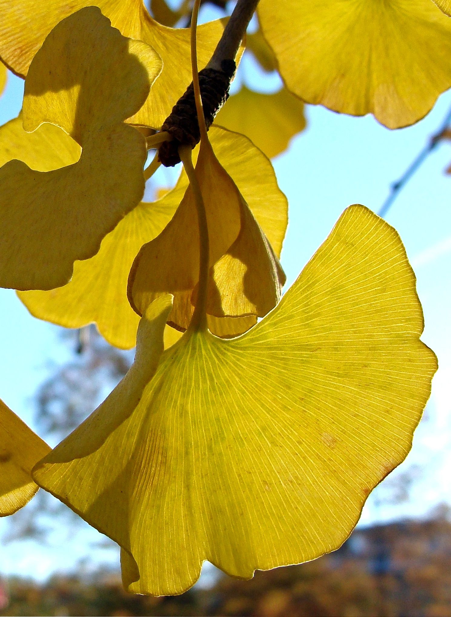 Ginkgo Biloba, Tree of life, Symbolic leaves, Timeless beauty, 1490x2040 HD Handy