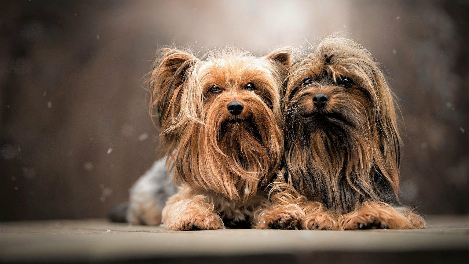 Yorkshire Terrier: One of the most popular purebred in the United States. 1920x1080 Full HD Background.