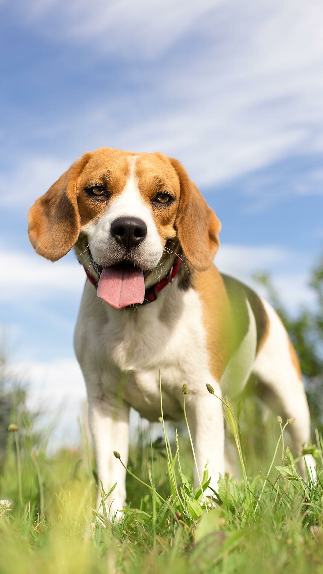 Beagle: The modern breed came from Great Britain around the 1830s. 1080x1920 Full HD Background.