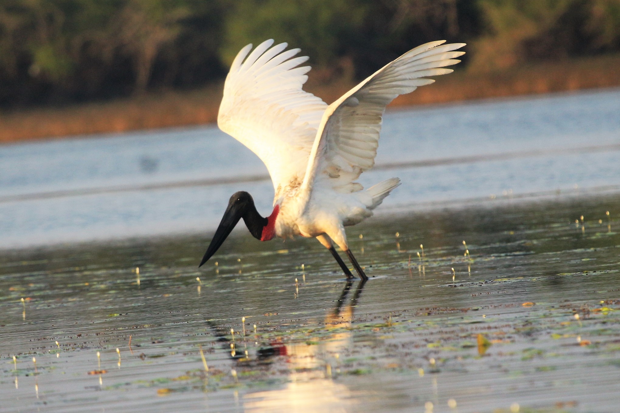 Birding Tours, Paradise Expeditions, Belize, Guided Birding, 2040x1360 HD Desktop