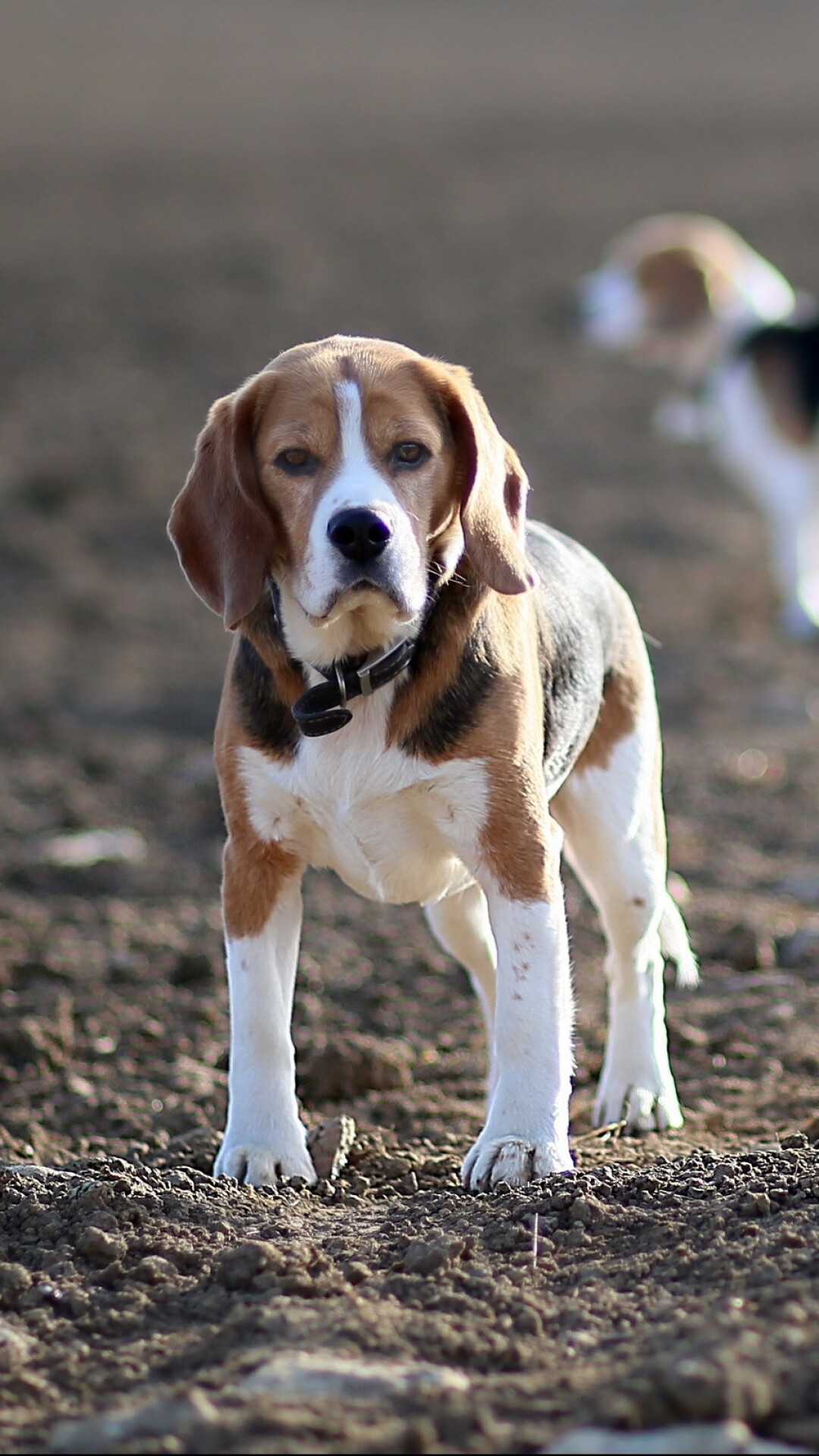 Beagle: Used as detection dogs for prohibited agricultural imports and foodstuffs in quarantine around the world. 1080x1920 Full HD Background.