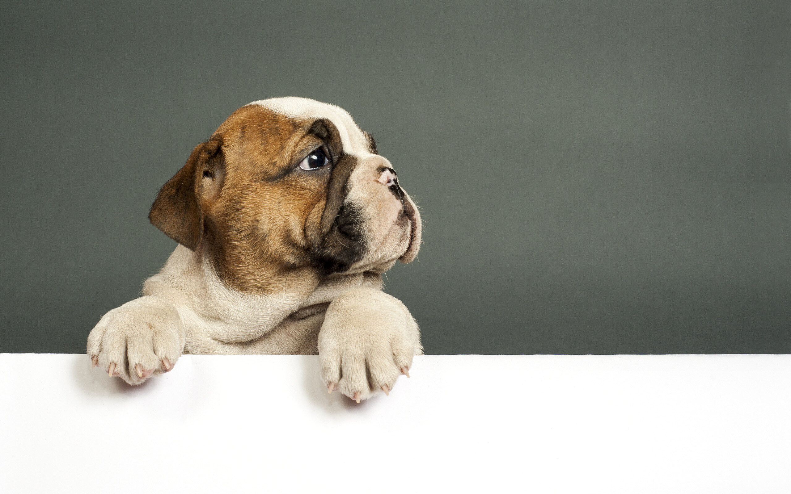 Puppy: Bulldog, A muscular, hefty dog with a wrinkled face and a distinctive pushed-in nose. 2560x1600 HD Background.
