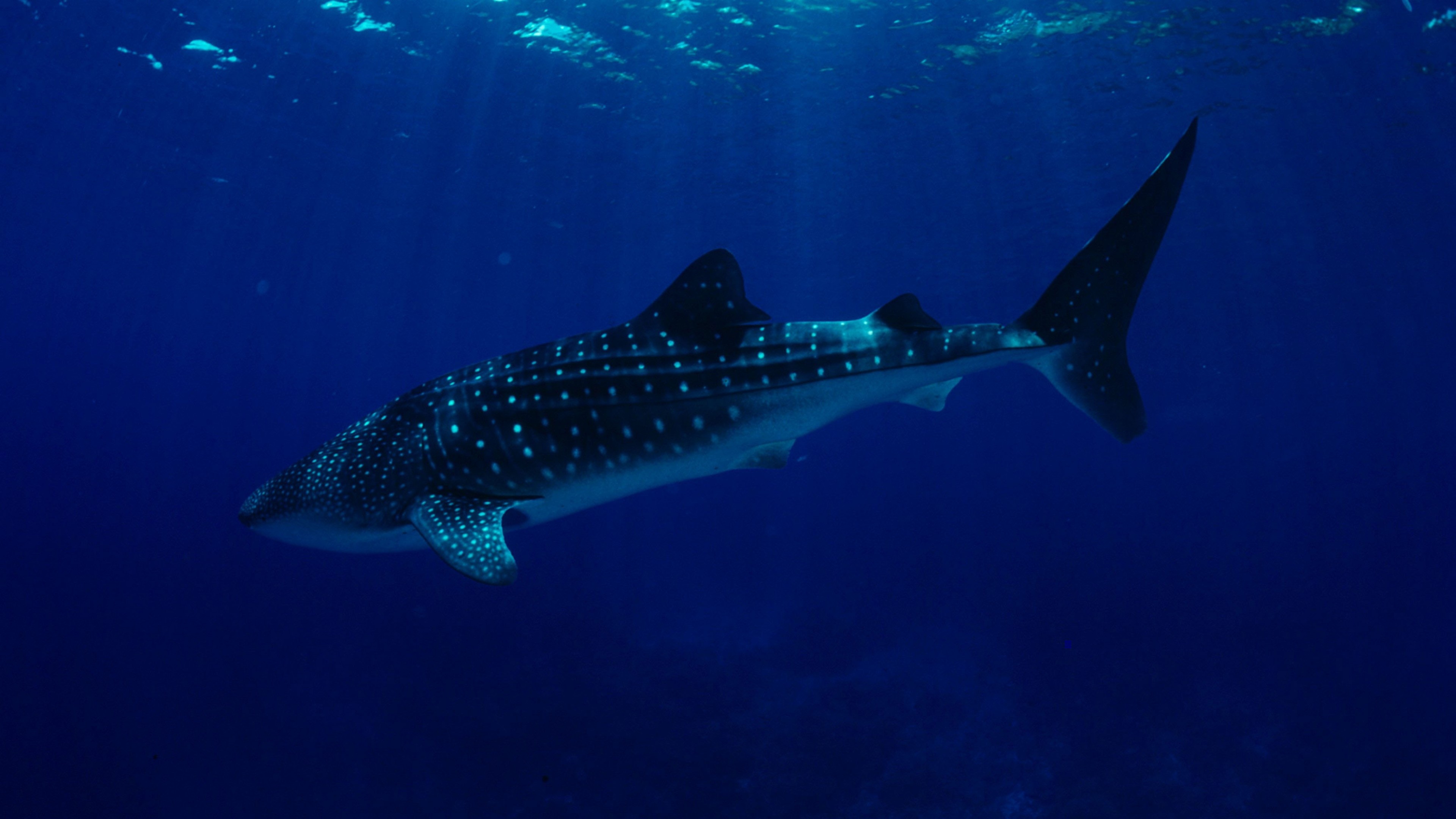 Philippines south china sea, Whale sharks, Diving underwater, Blue sea, 3840x2160 4K Desktop